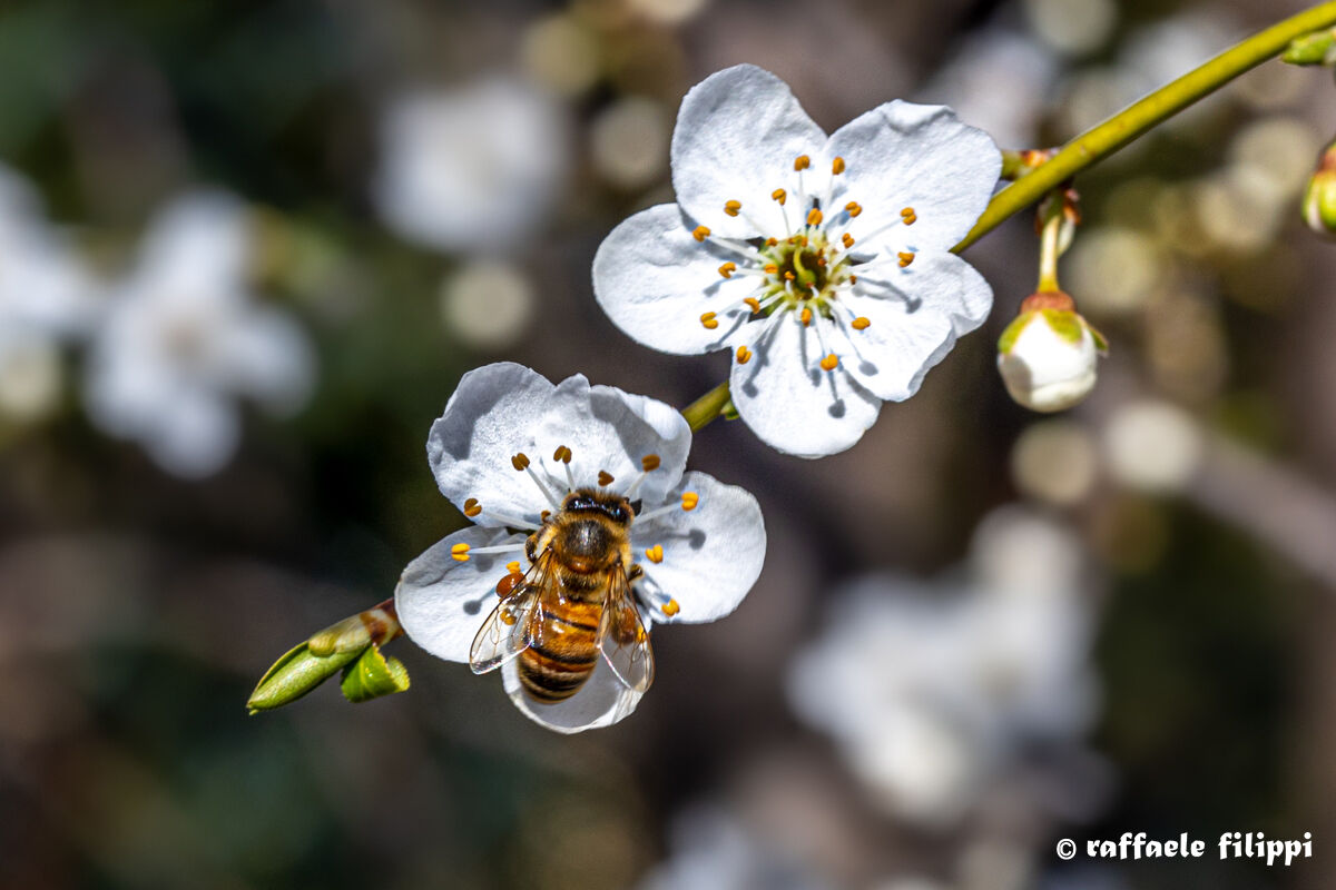 Start the cycle again.