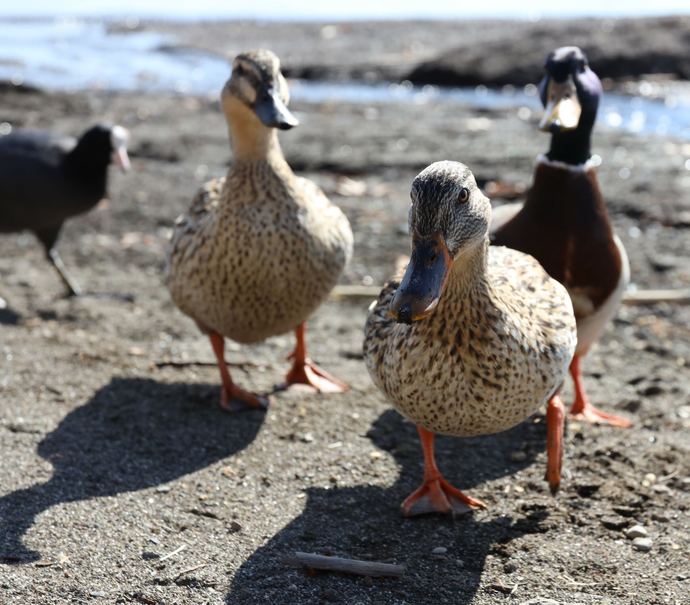 La combriccola del Blasco