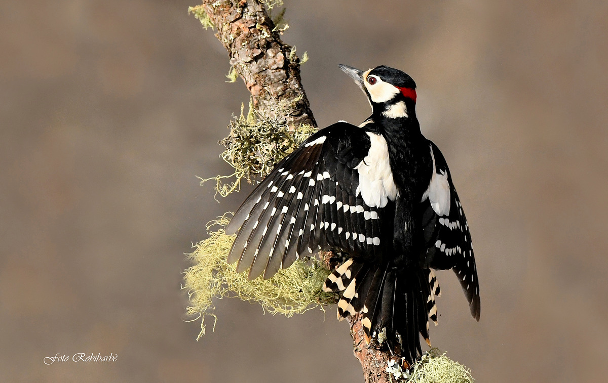 Picchio rosso maggiore....