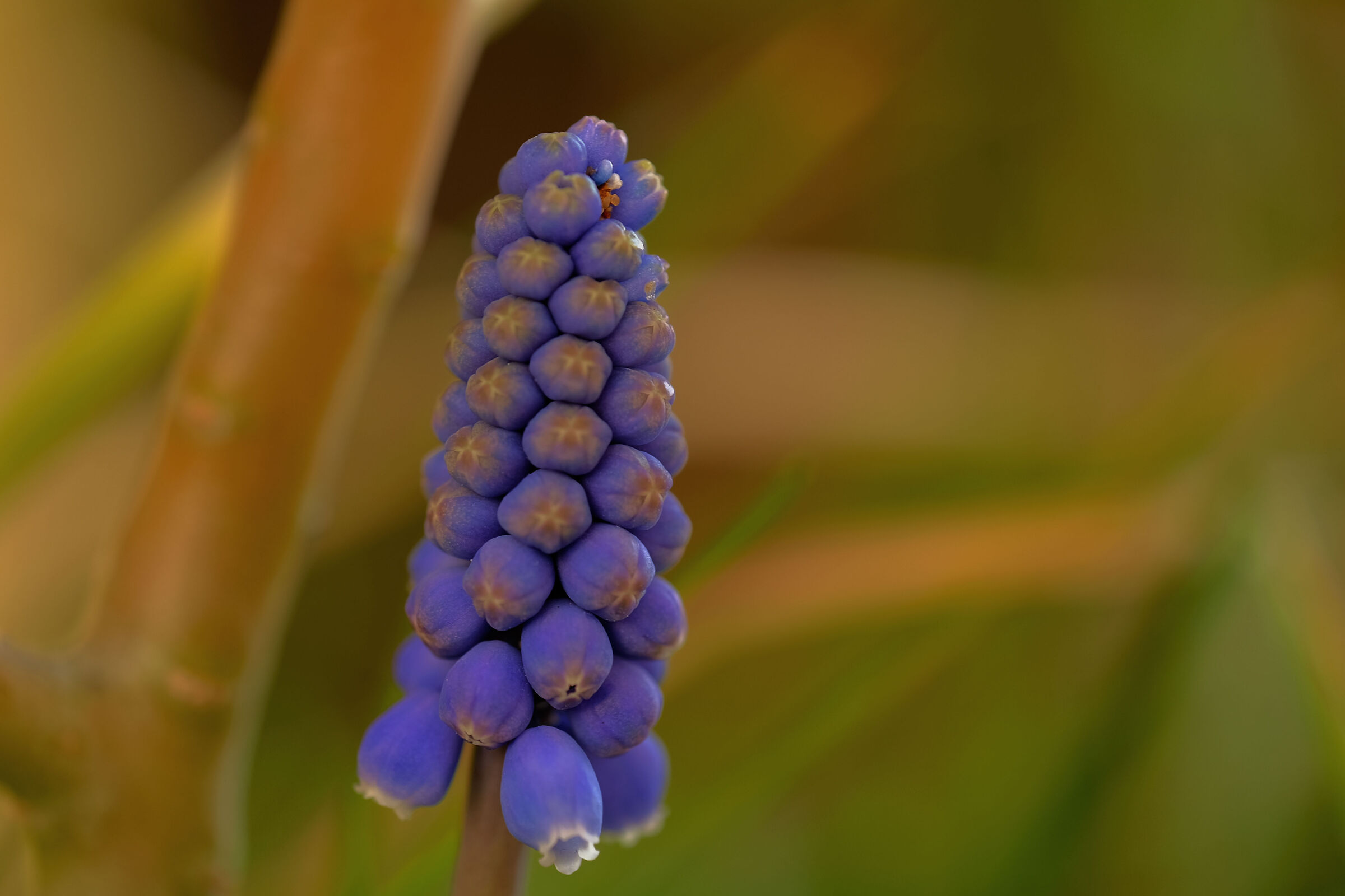 A muscari?