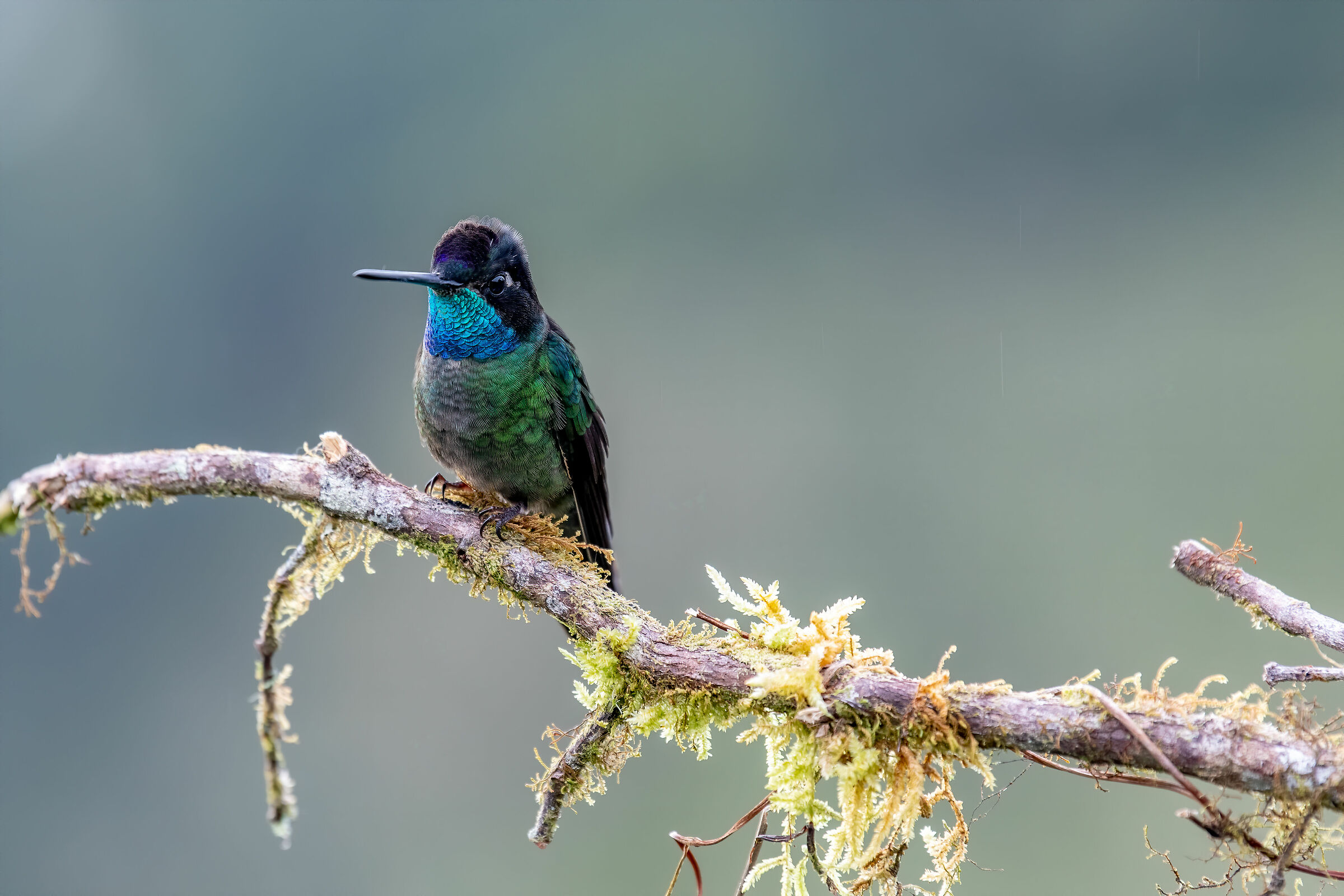 Violet-headed Hummingbird
