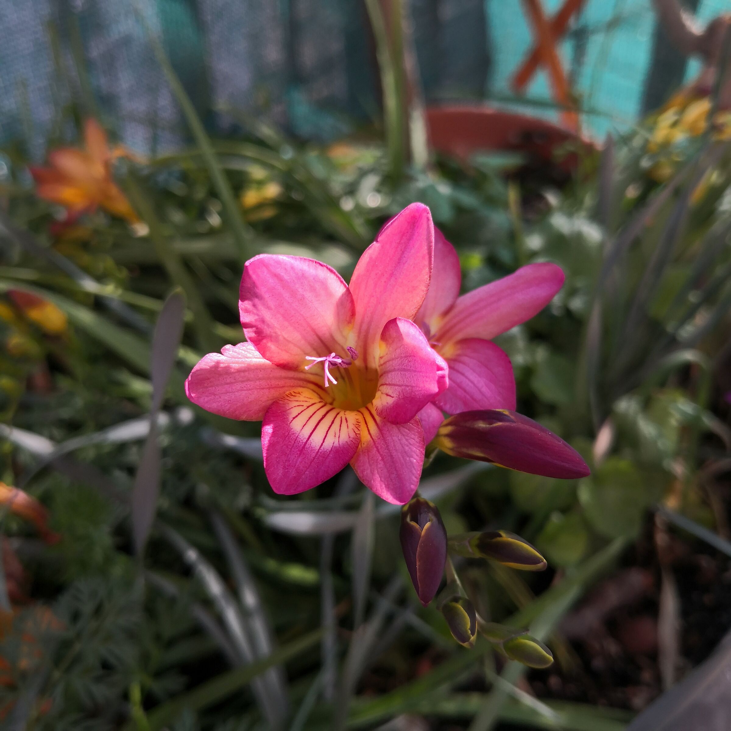 Freesia