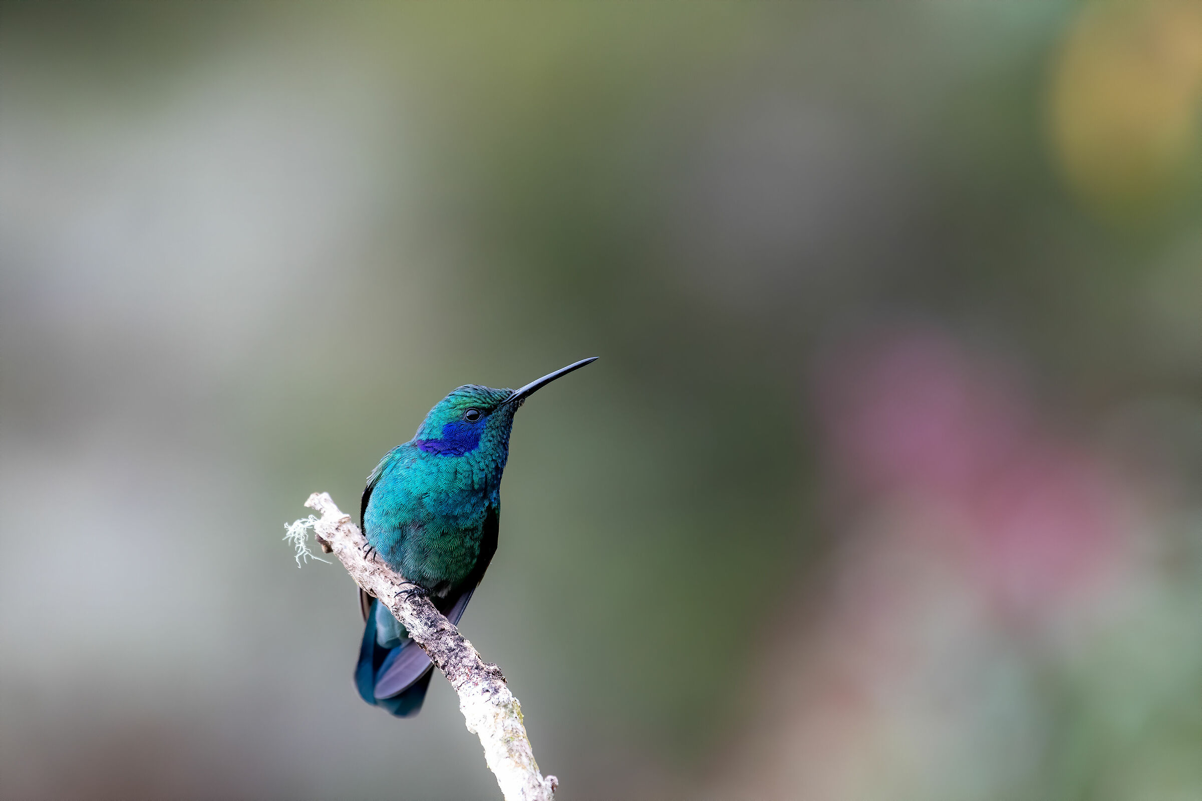 Green Violetear, New