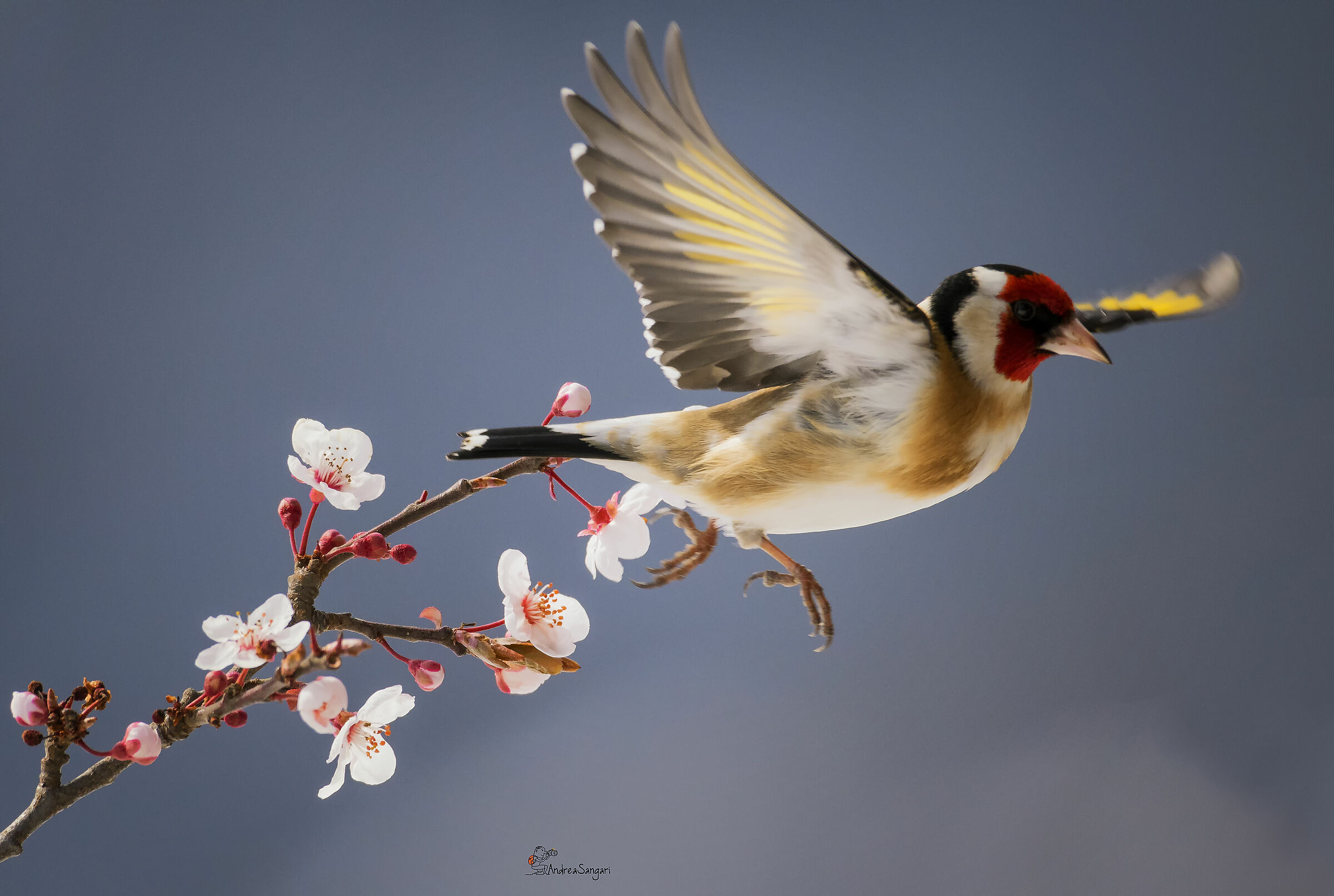 Il cardellino primaverile