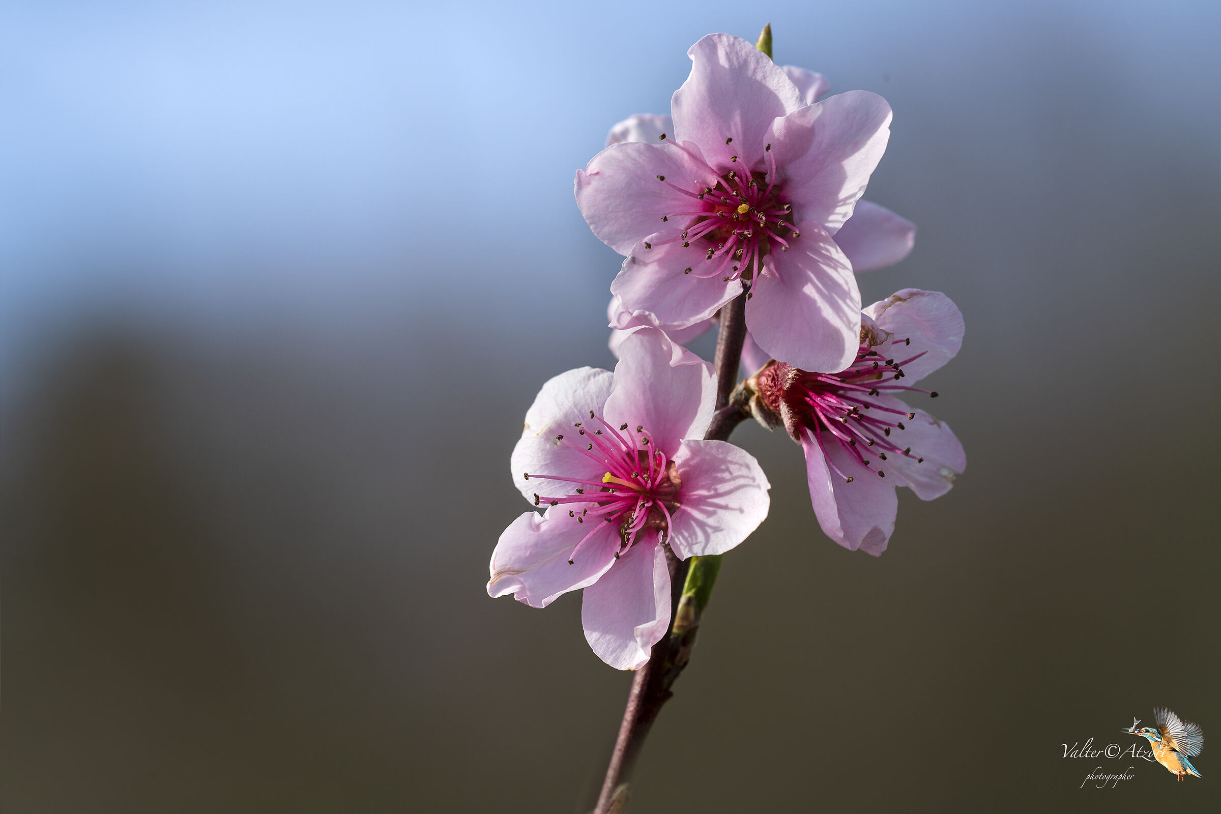 Pink flowers, peach flowers.....