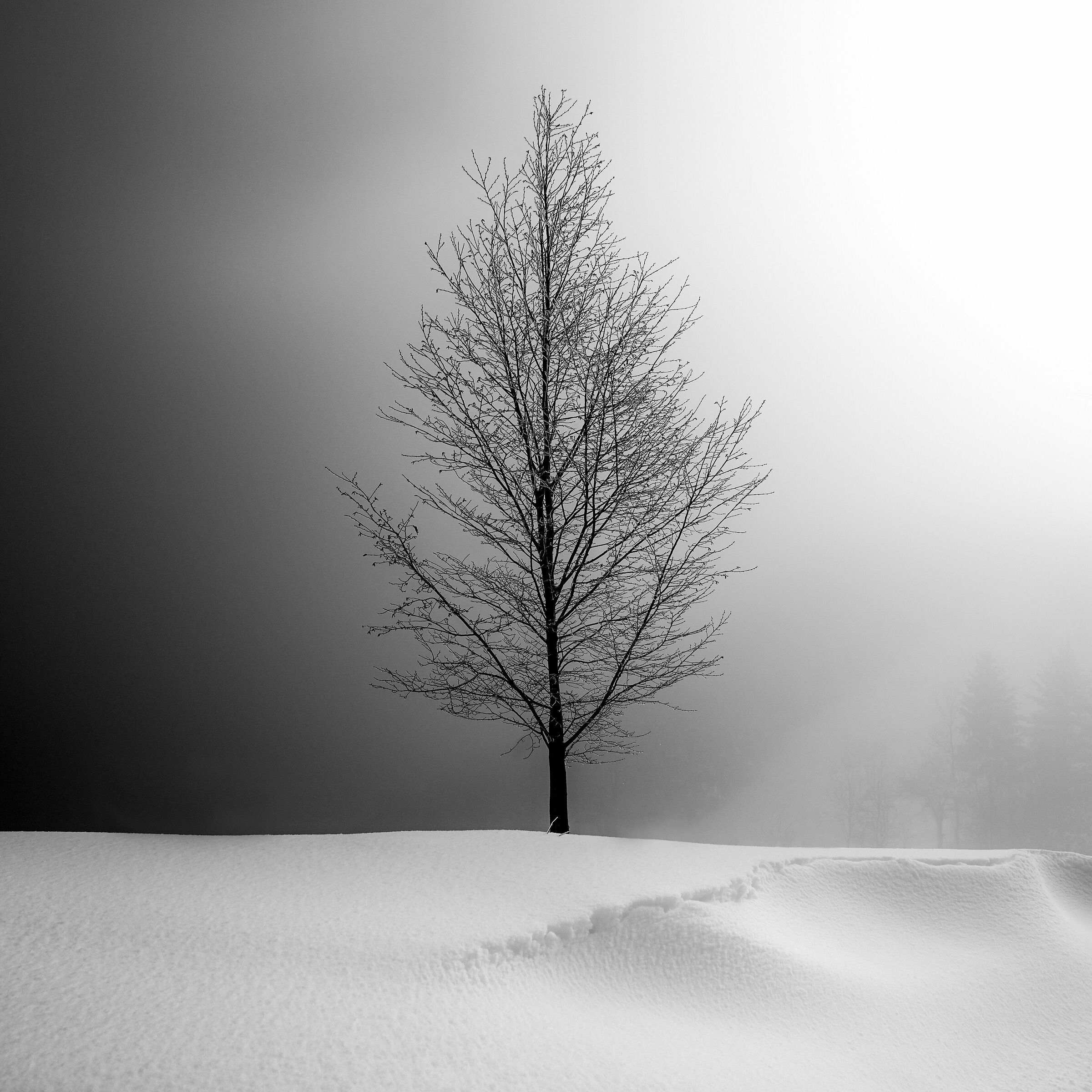 Between darkness and light