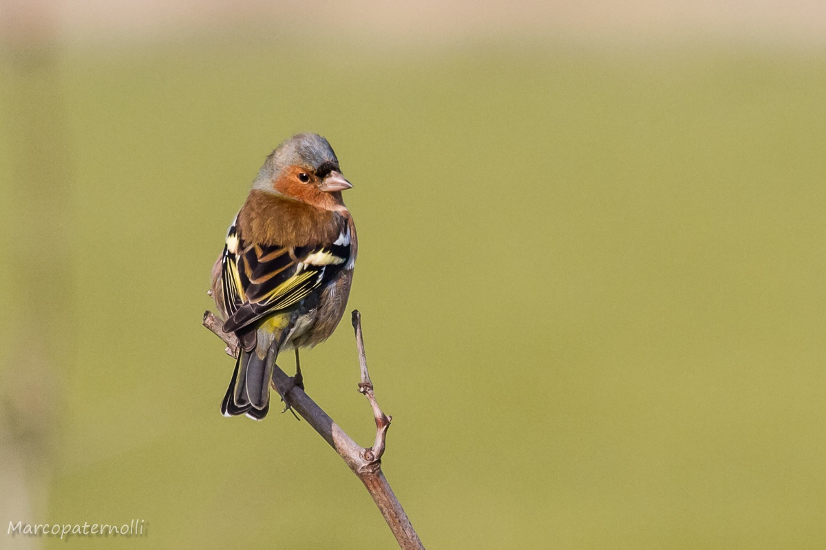 peppola o fringuello?