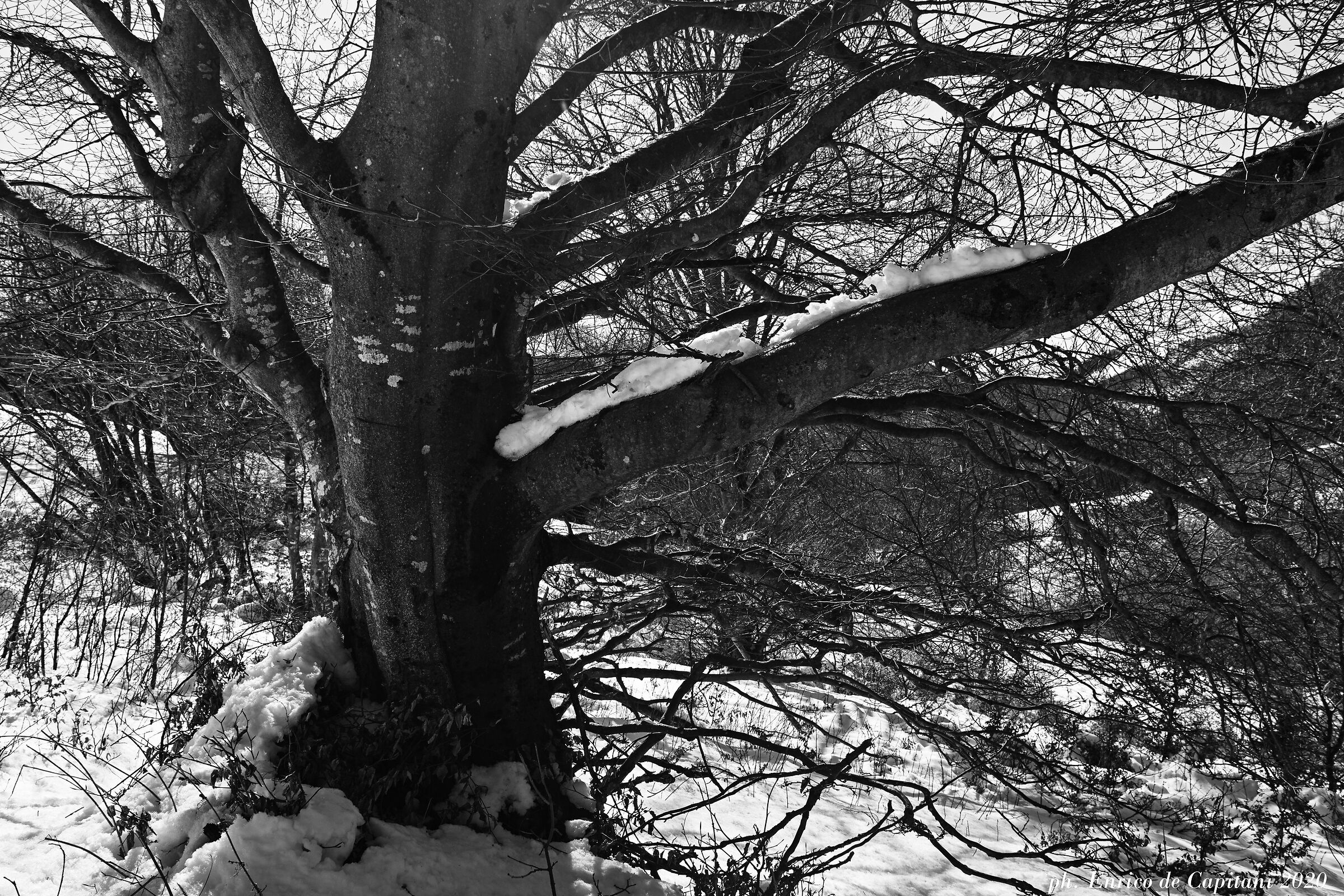 Un faggio (lungo il sentiero del Monte S. Primo)