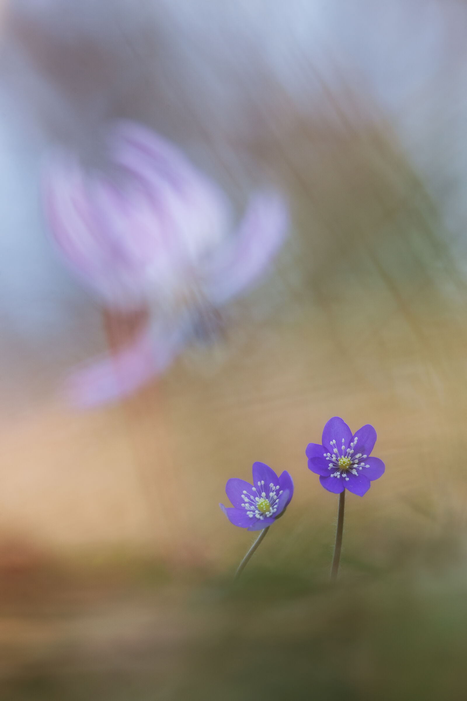 Hepatica nobilis