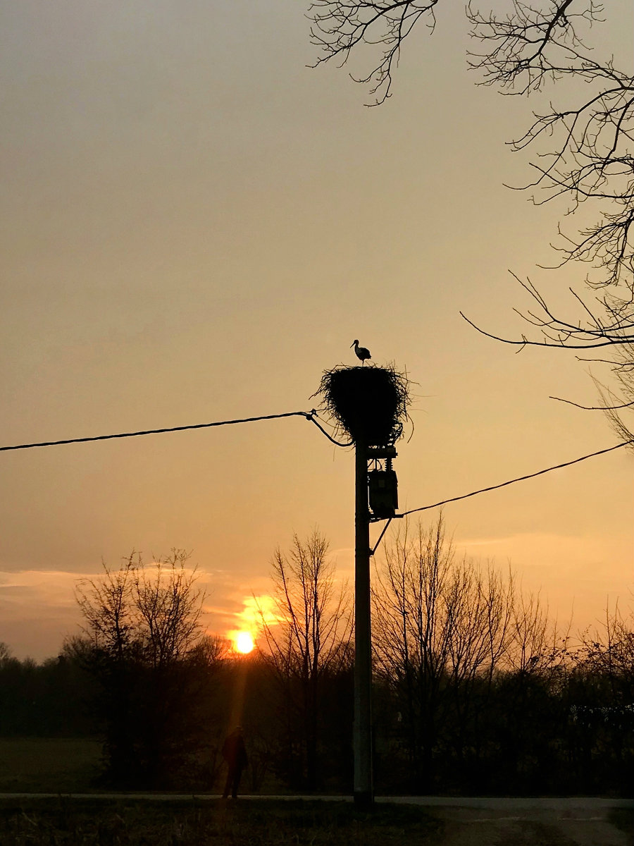 The stork and the enlightened