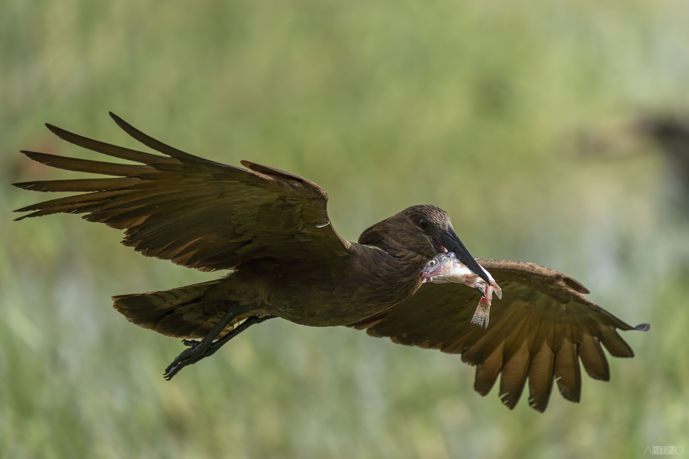 Umbretta, Scopus umbretta