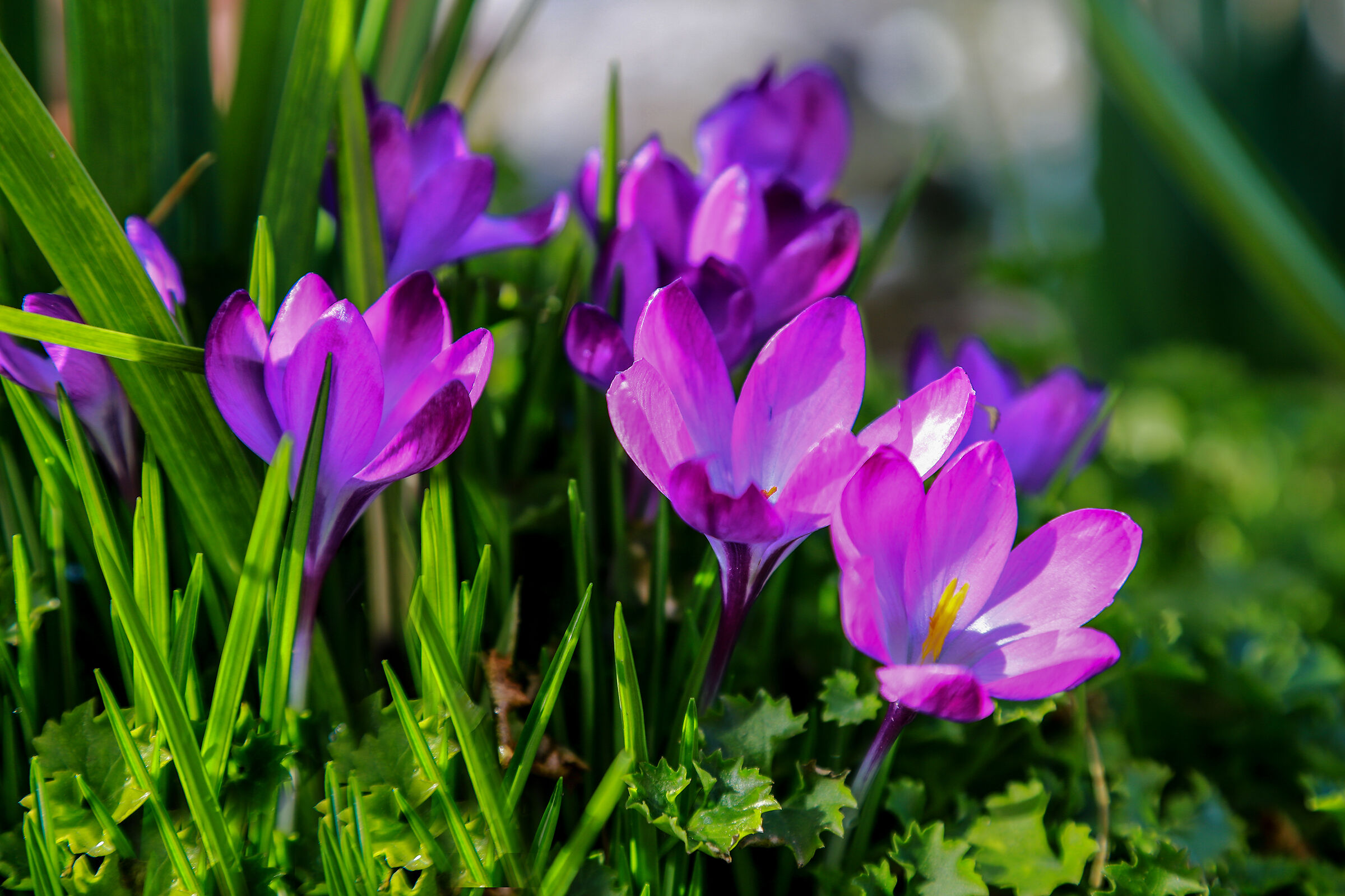Crocus