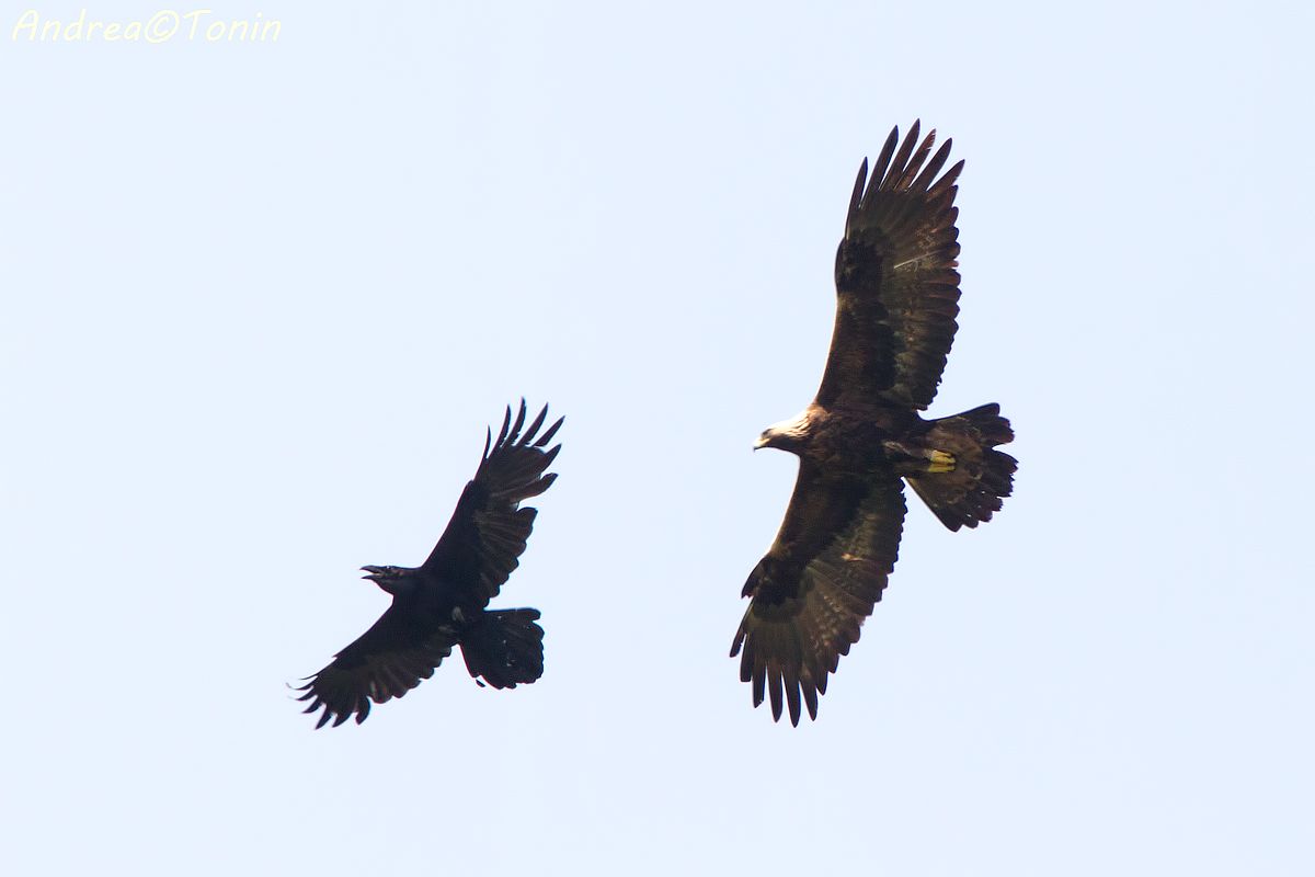 Golden Eagle - Raven