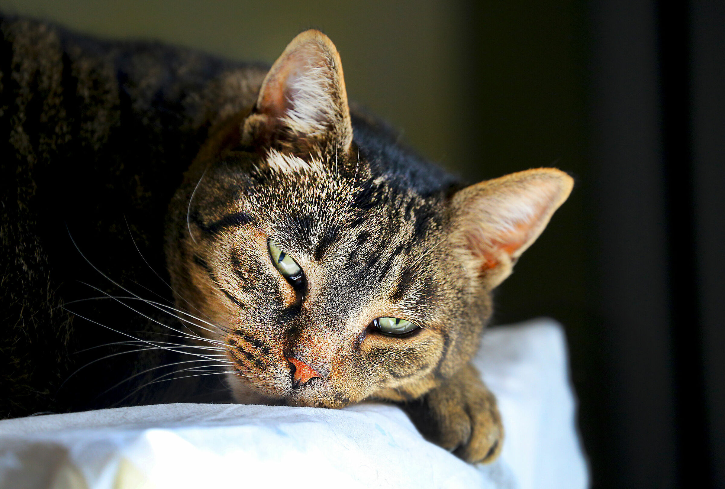 Coronavirus... everyone at home