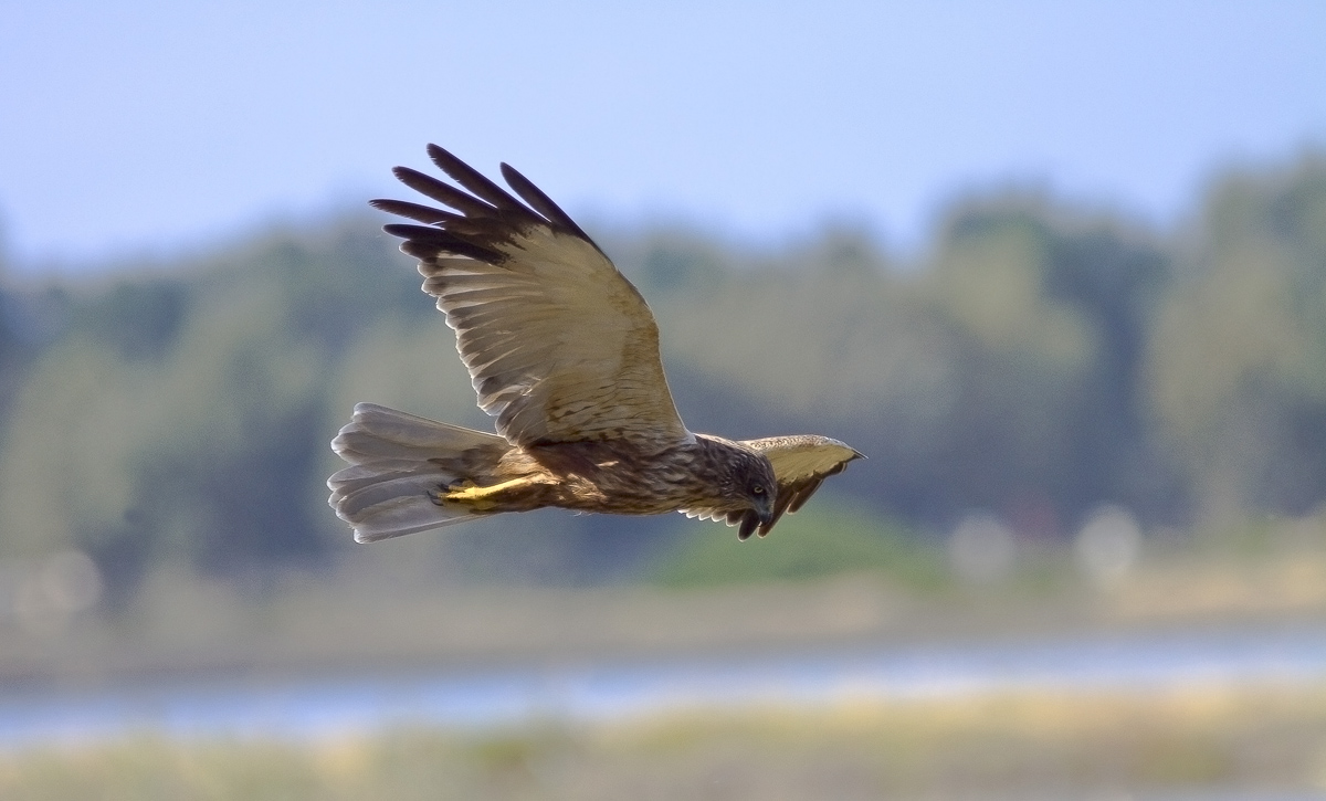 falco palude orbetello
