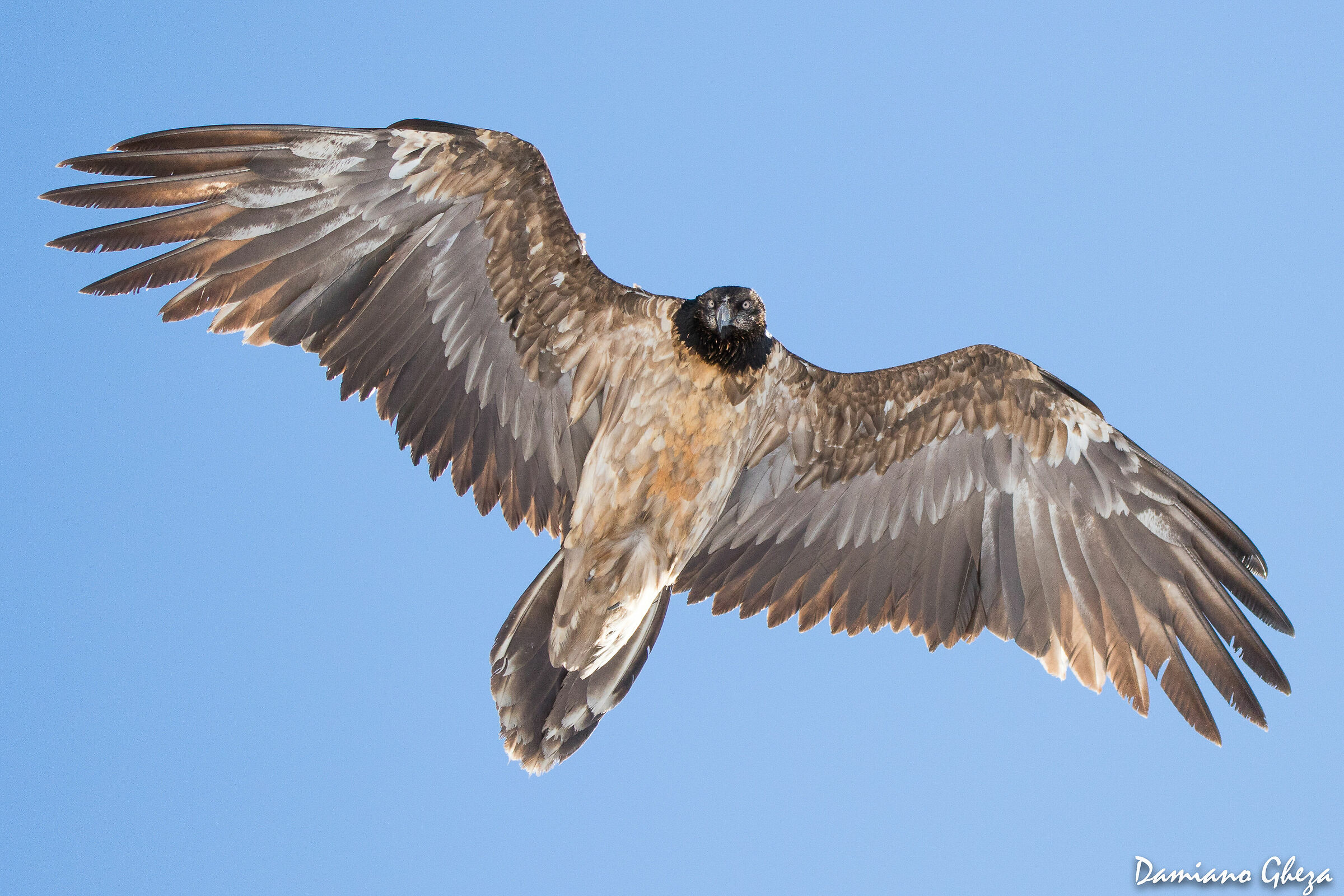 The Master of Heaven