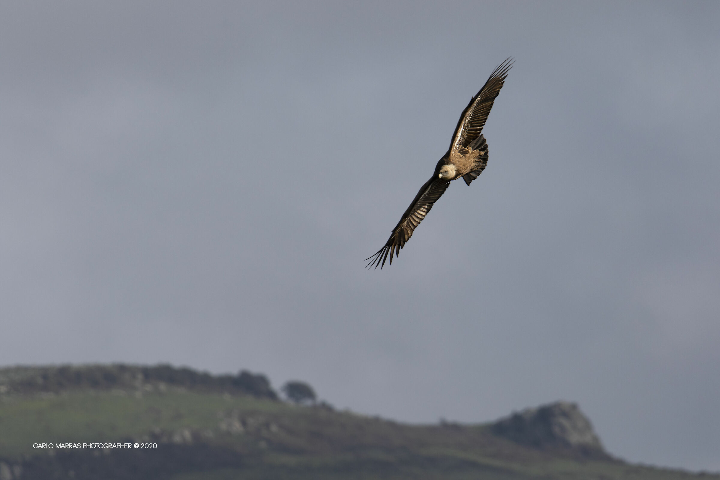 Grifone adulto in volo
