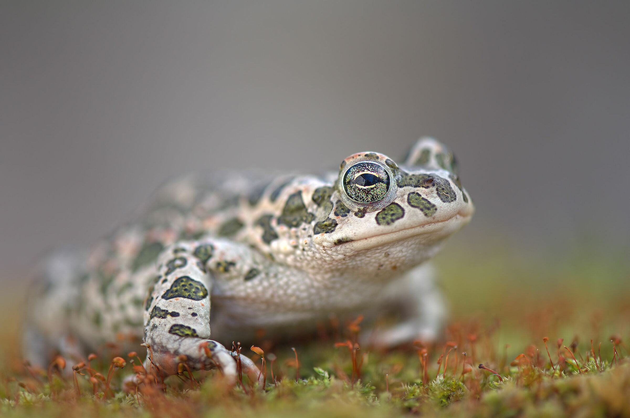 Emerald Toad