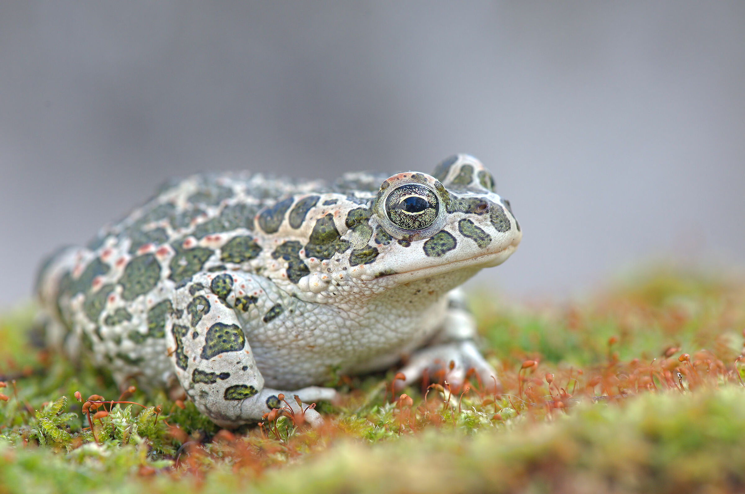 Emerald Toad