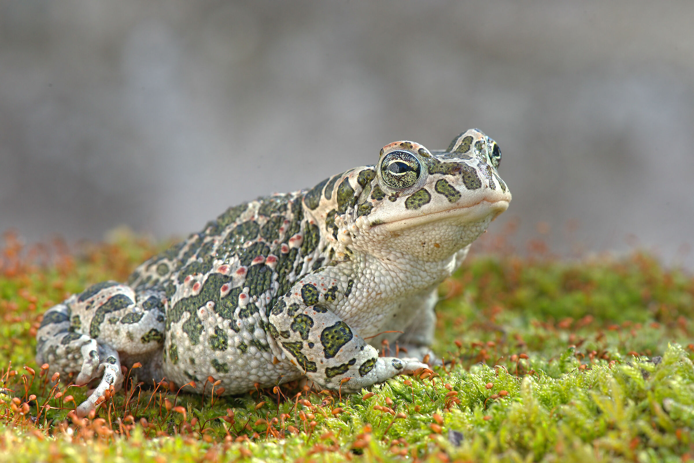 Emerald Toad