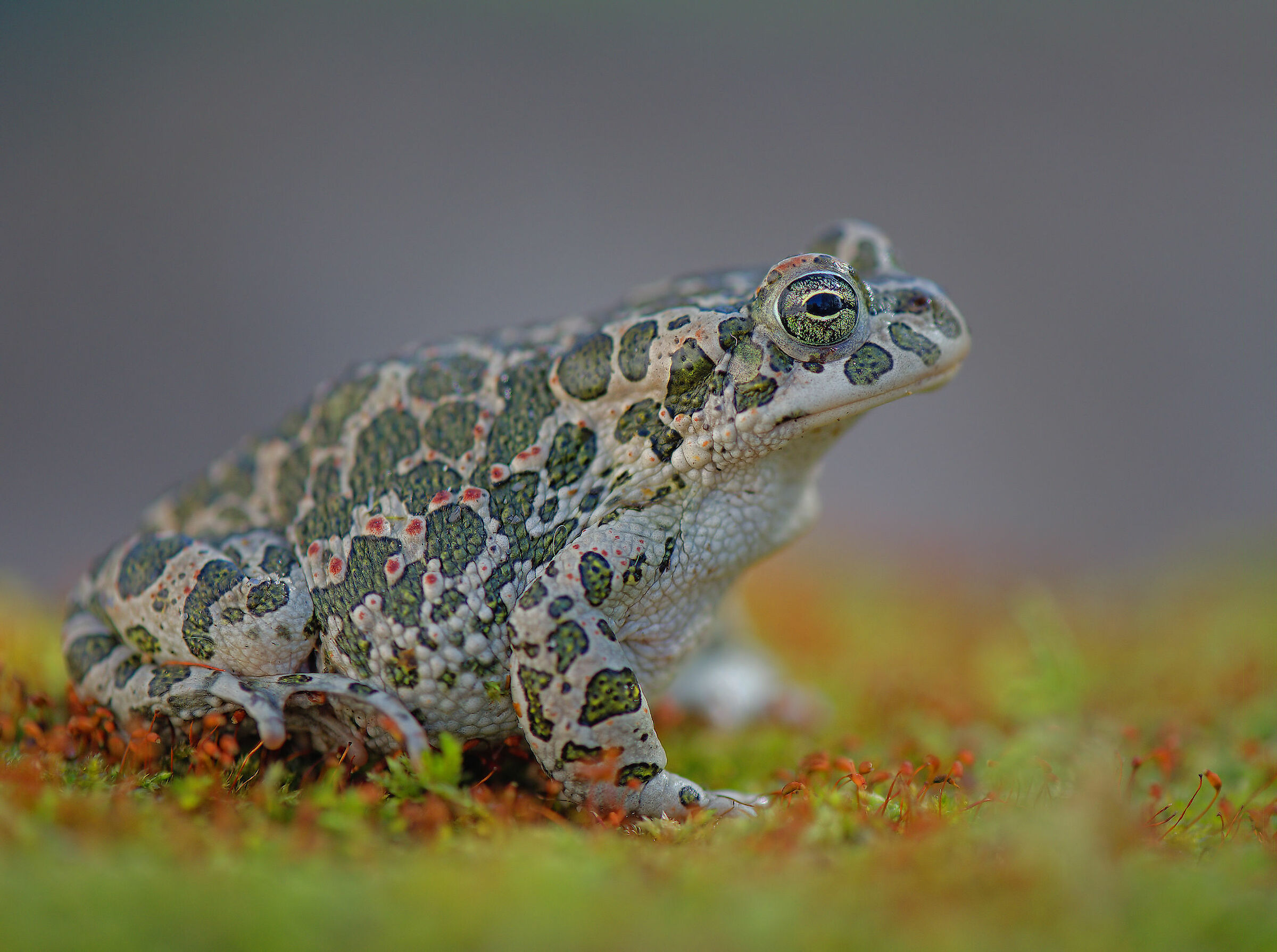 Emerald Toad