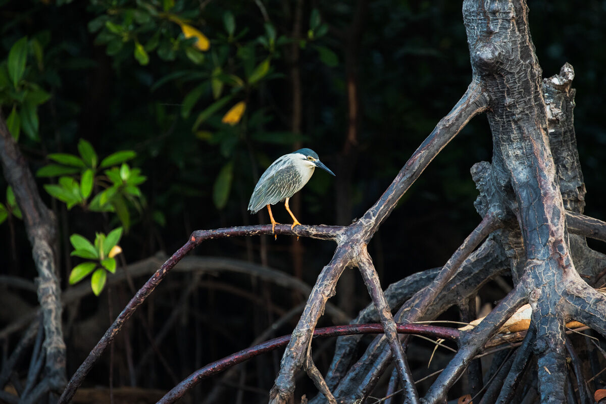 Striated Heron