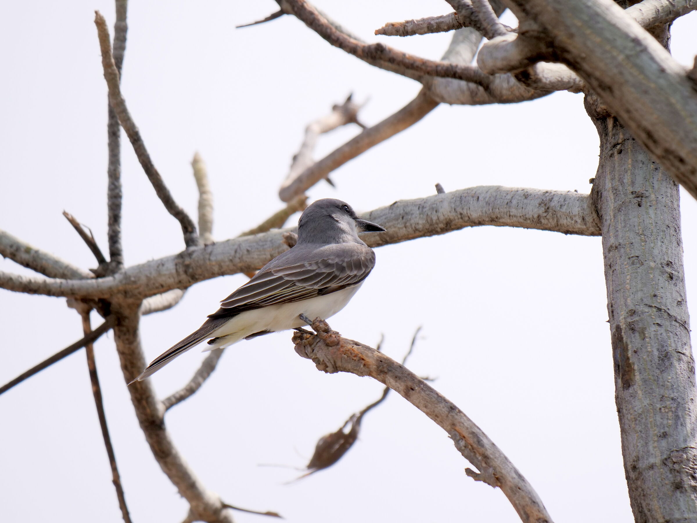 tra i rami di Bonaire