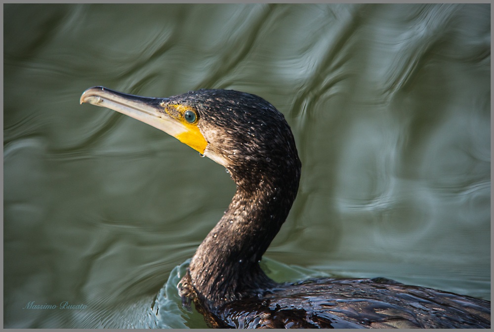 ritratto di cormorano