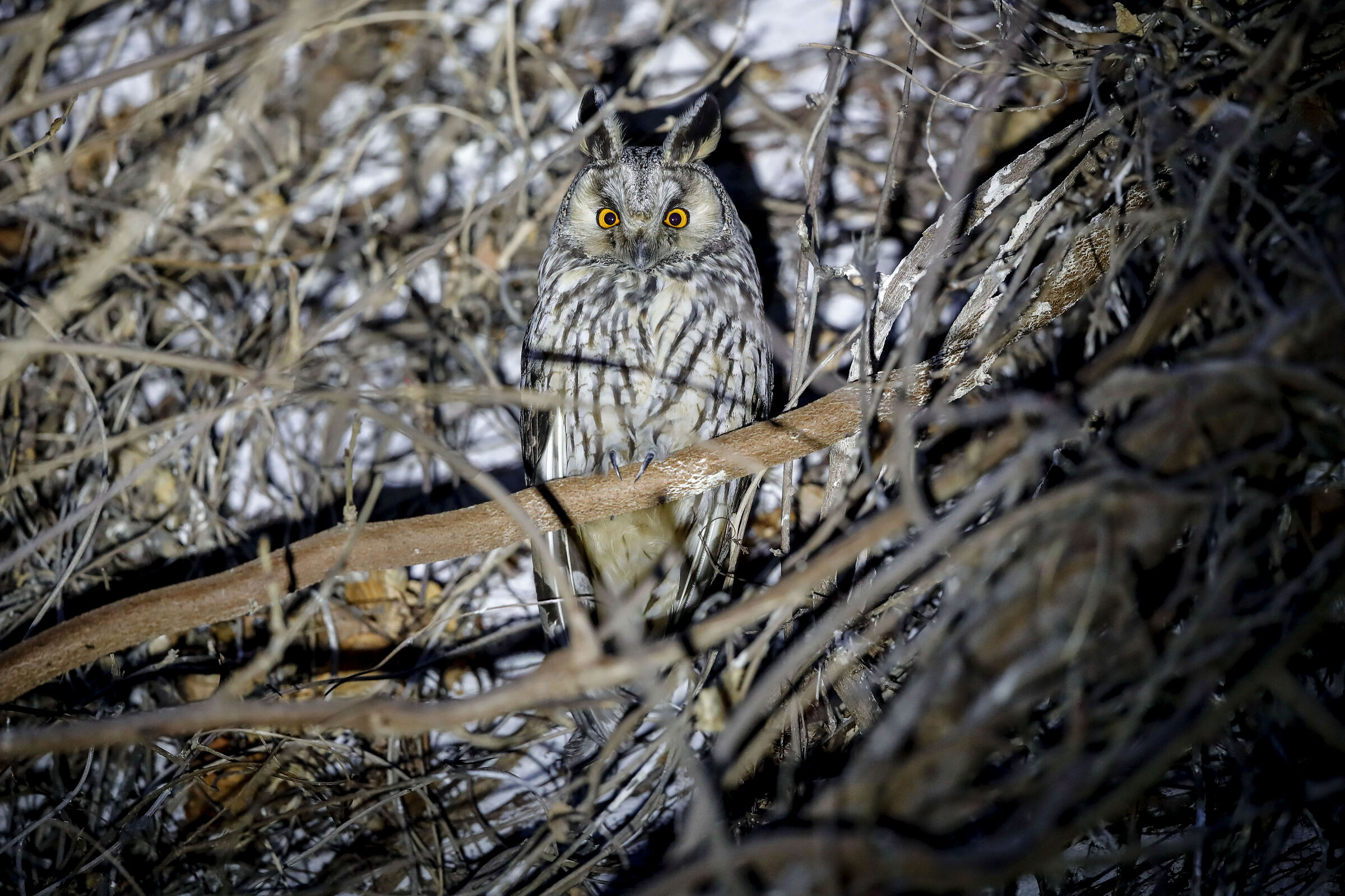 Gufo comune milanese