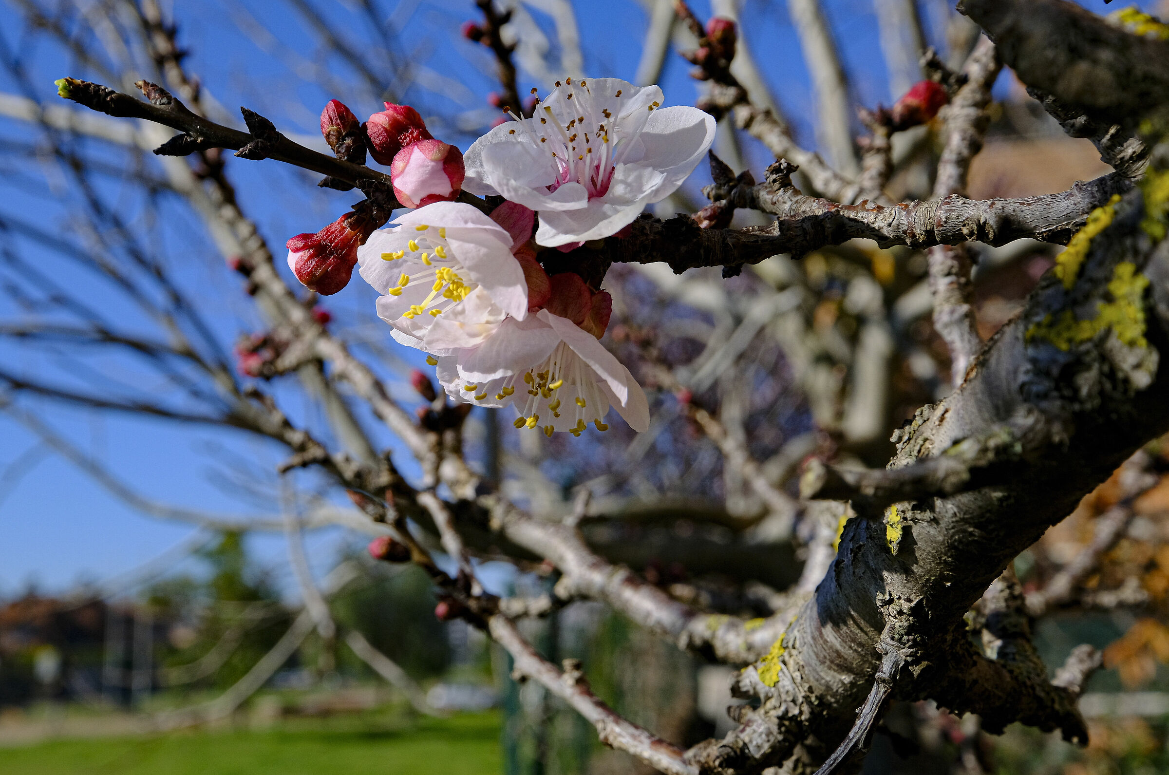 Spring calls :)