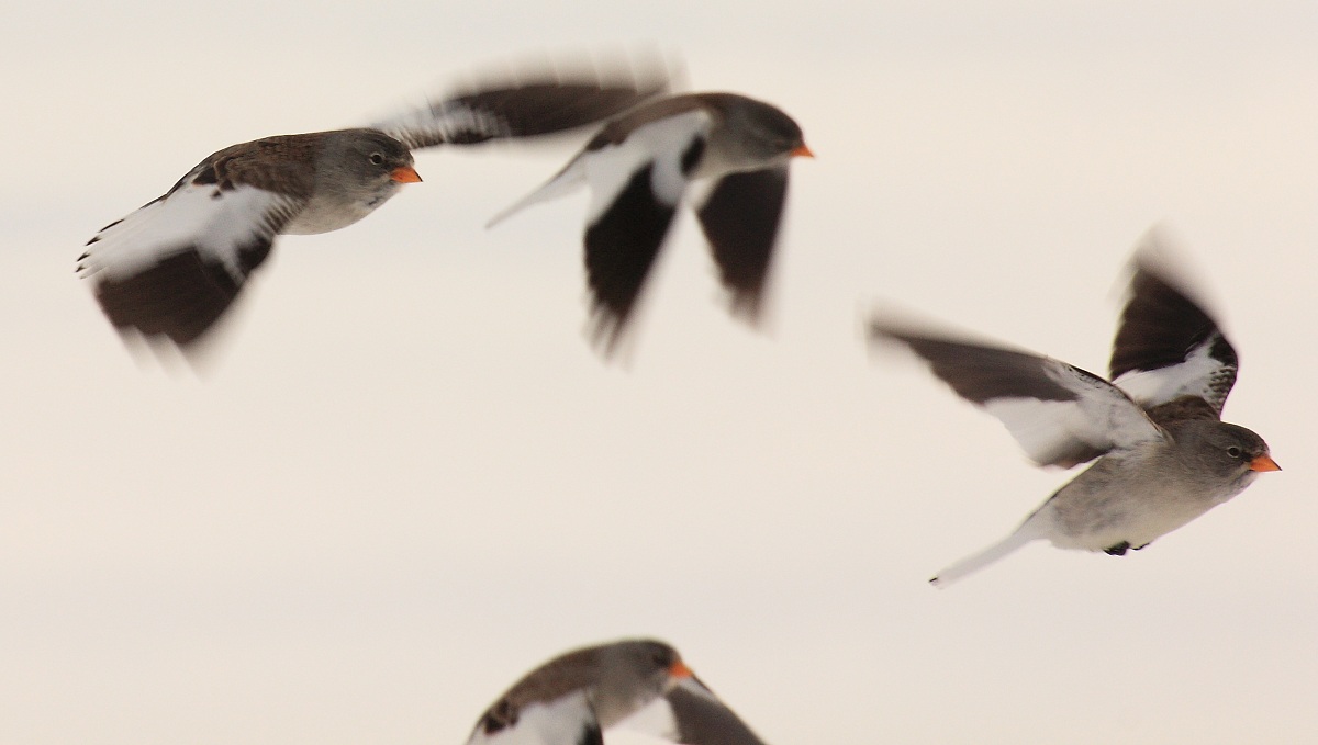 buntings in flight