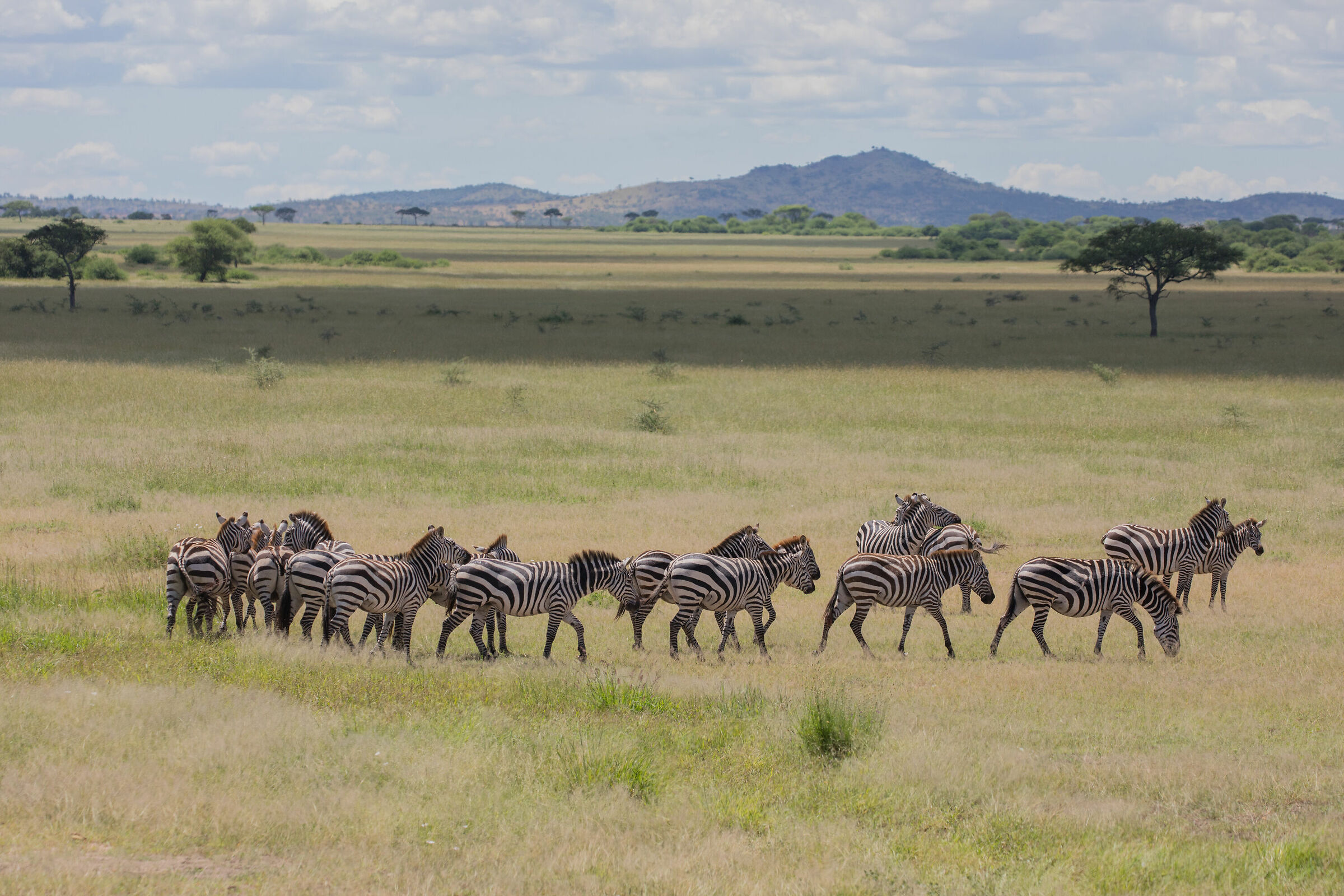 The unparalleled taste of freedom
