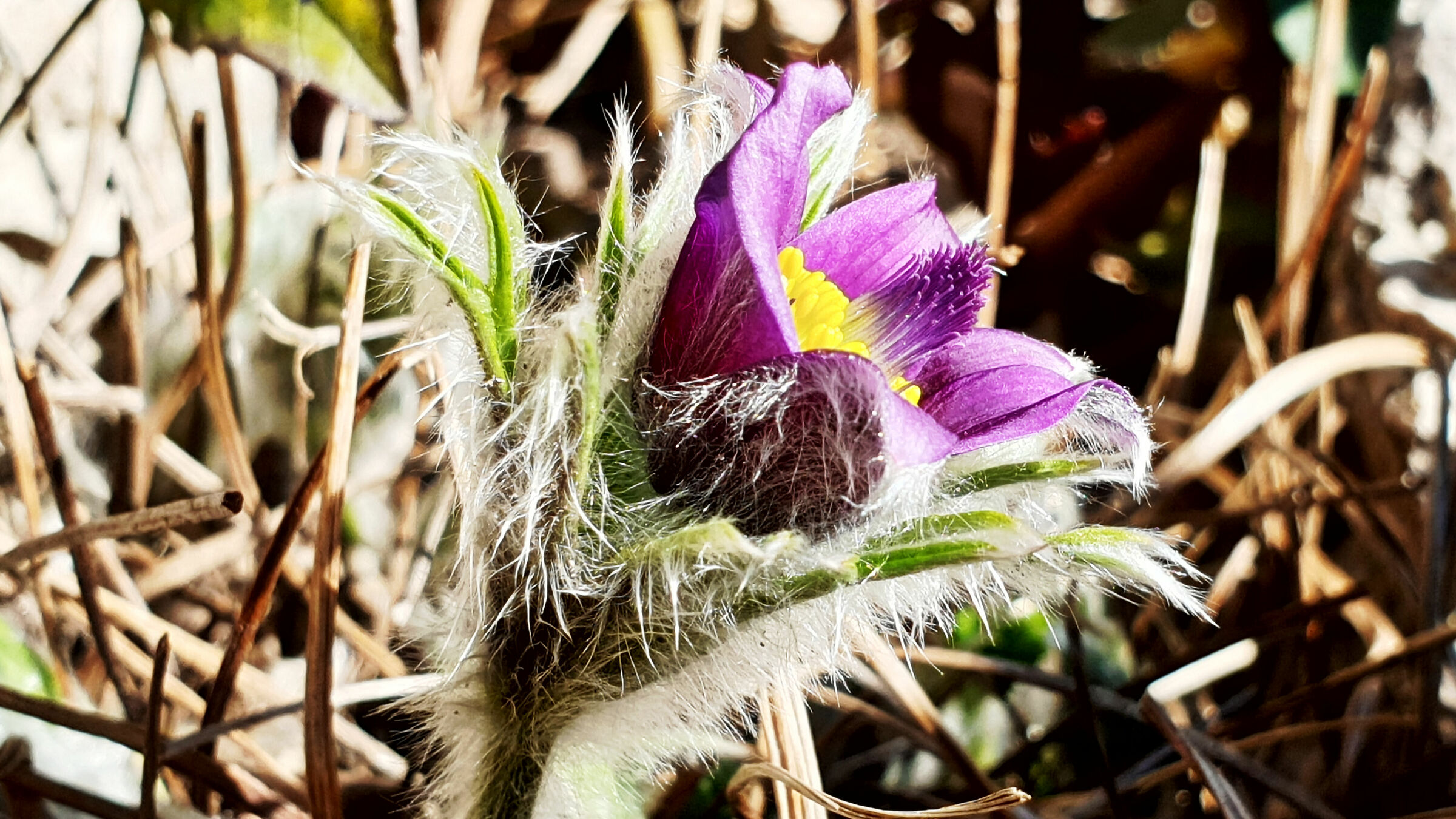 Pulsatilla 2020