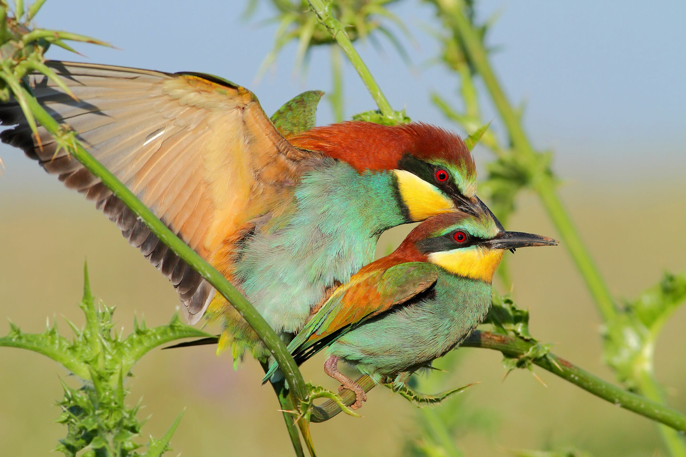 Accoppiamento gruccioni