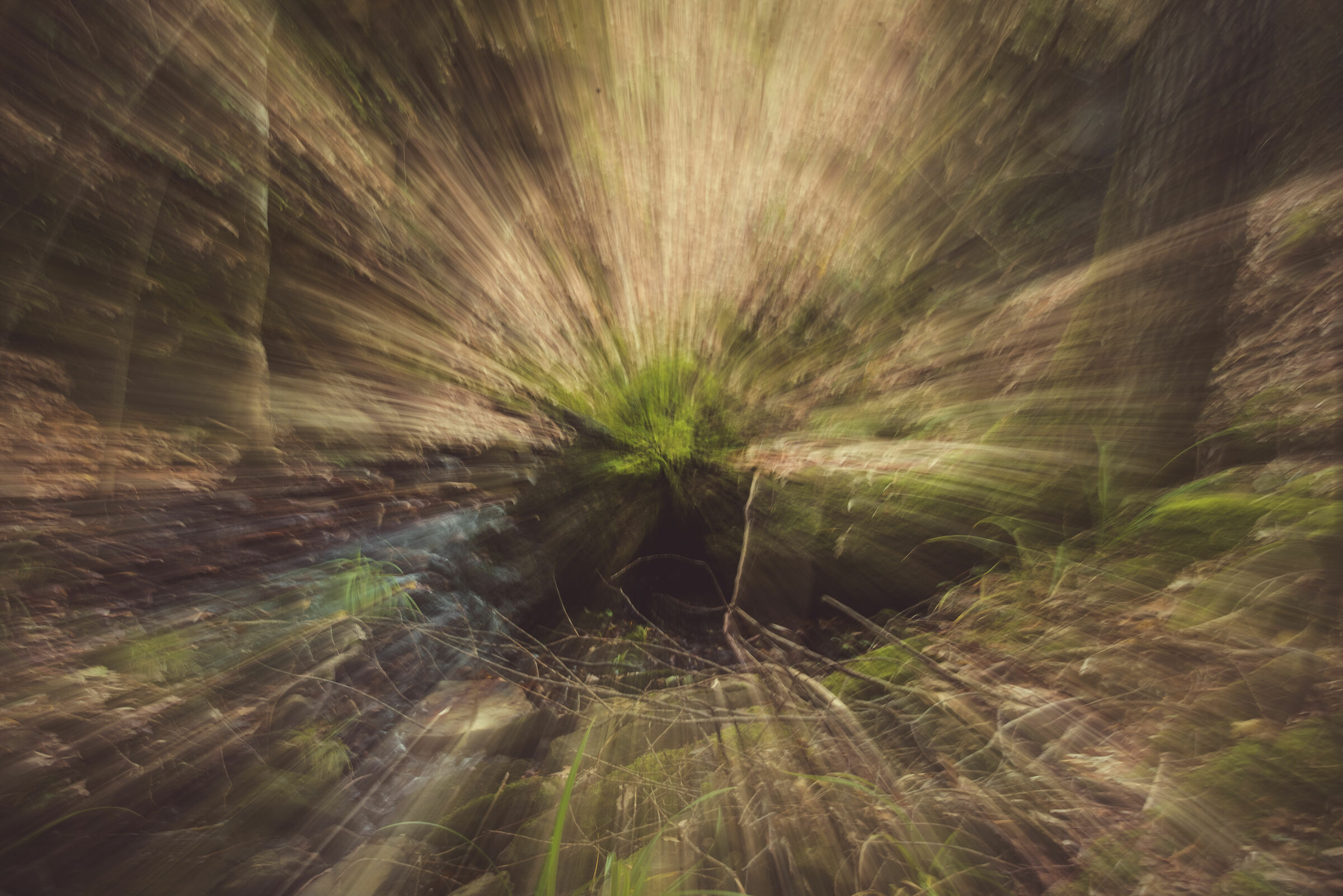 Zooming in the woods part. 2