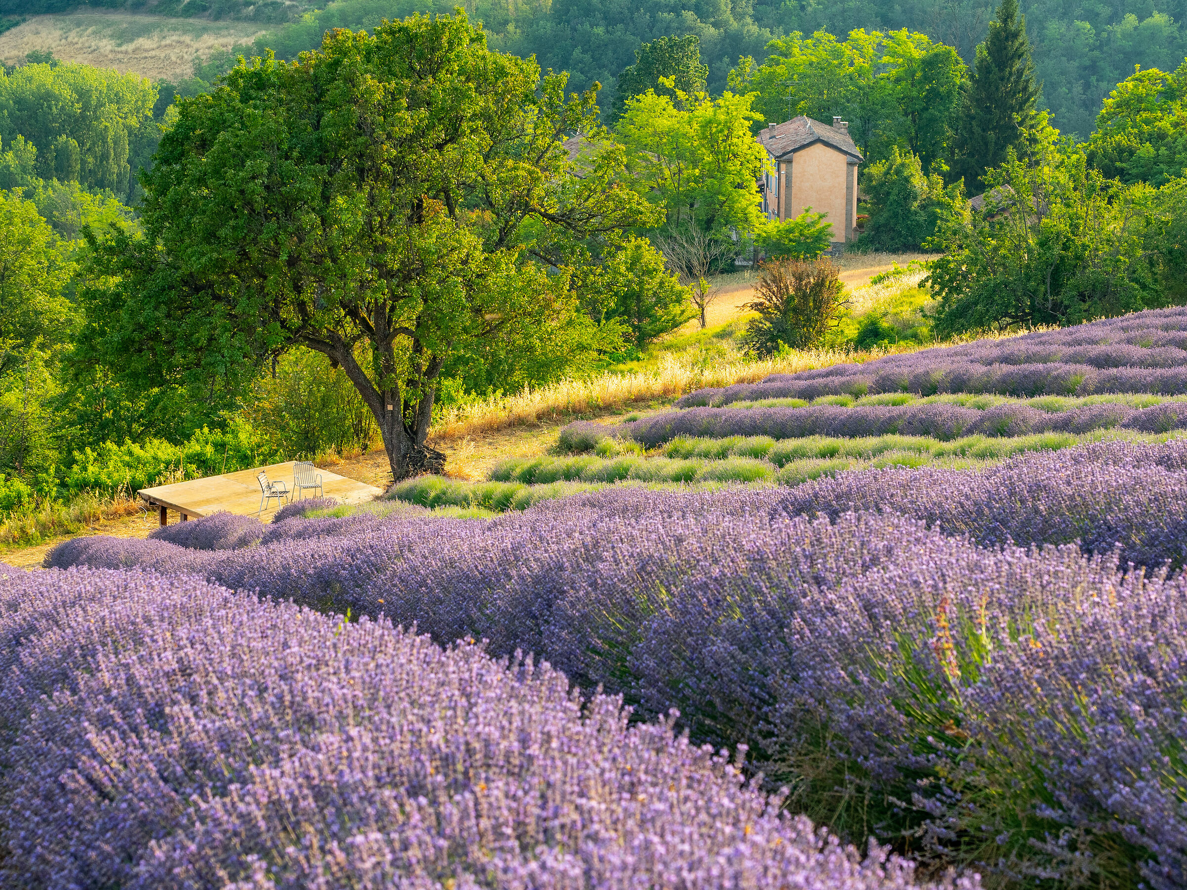 La lavanda in fiore