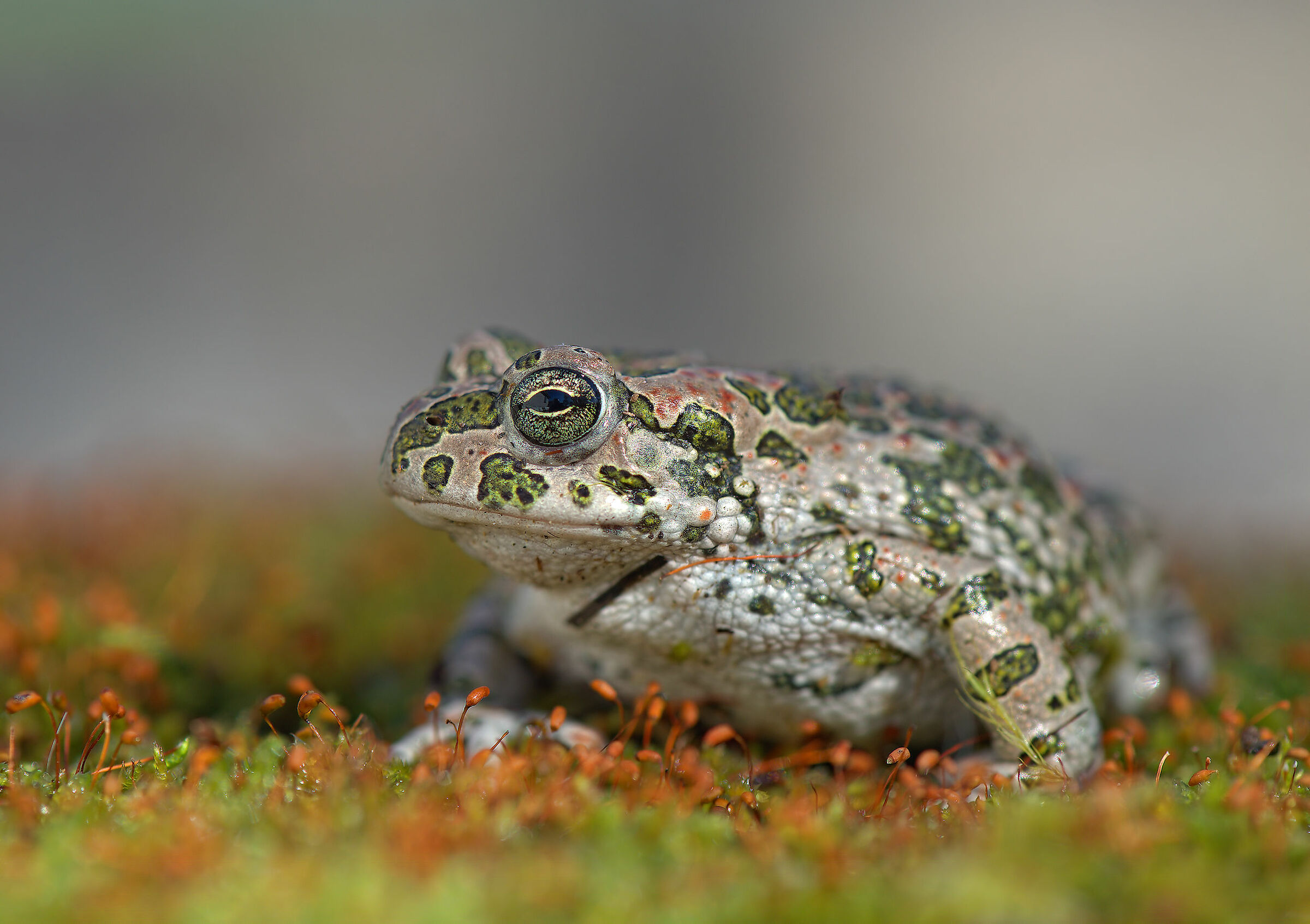 Emerald Toad