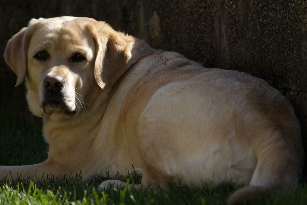daisy2