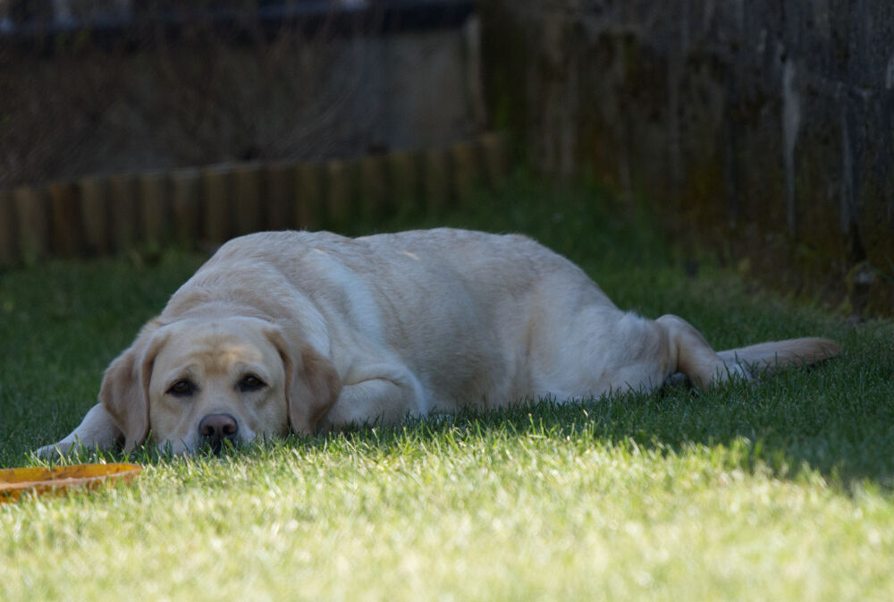 daisy3