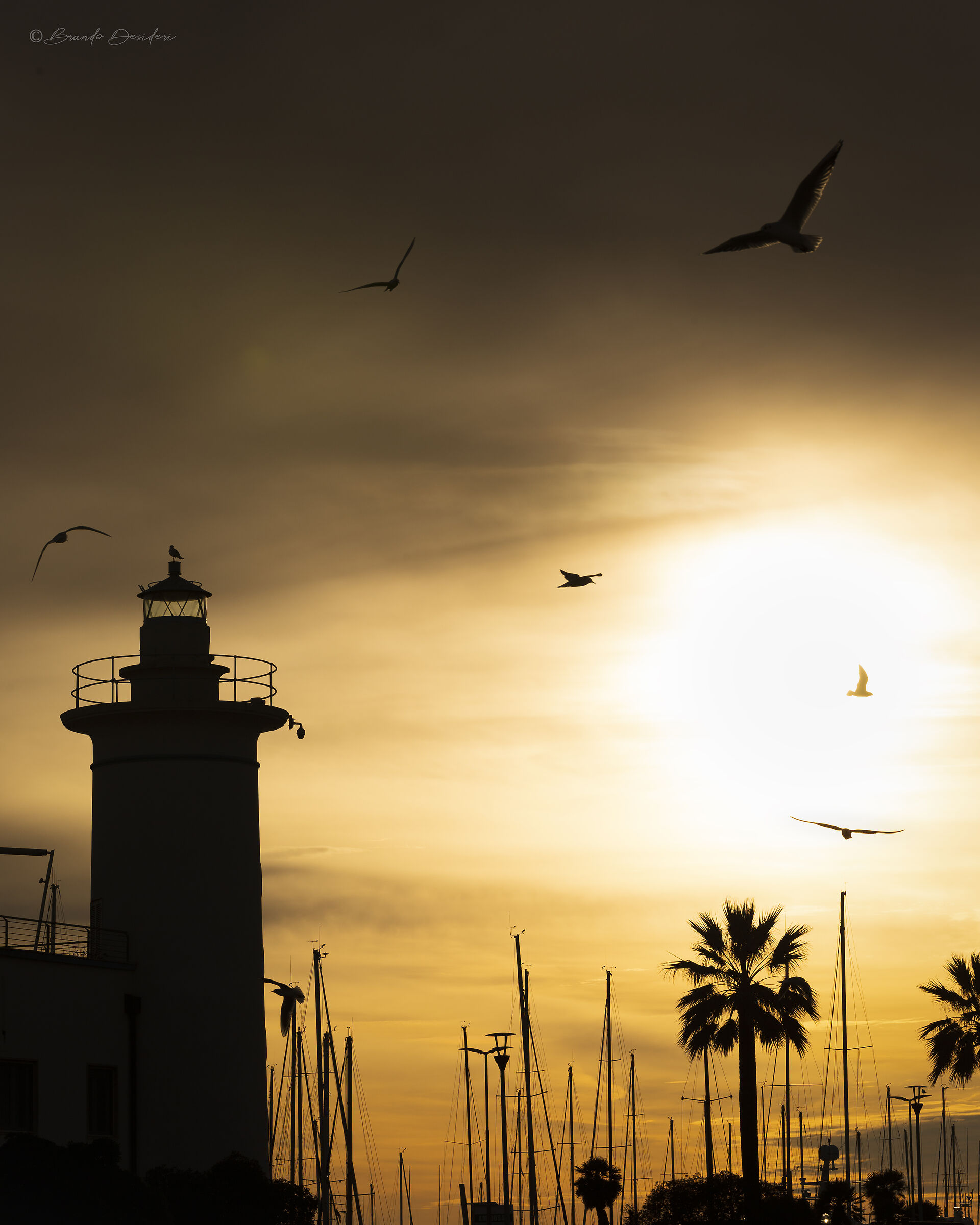 Birds of the Lighthouse
