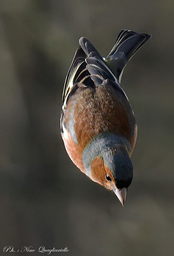 Fringuello in picchiata