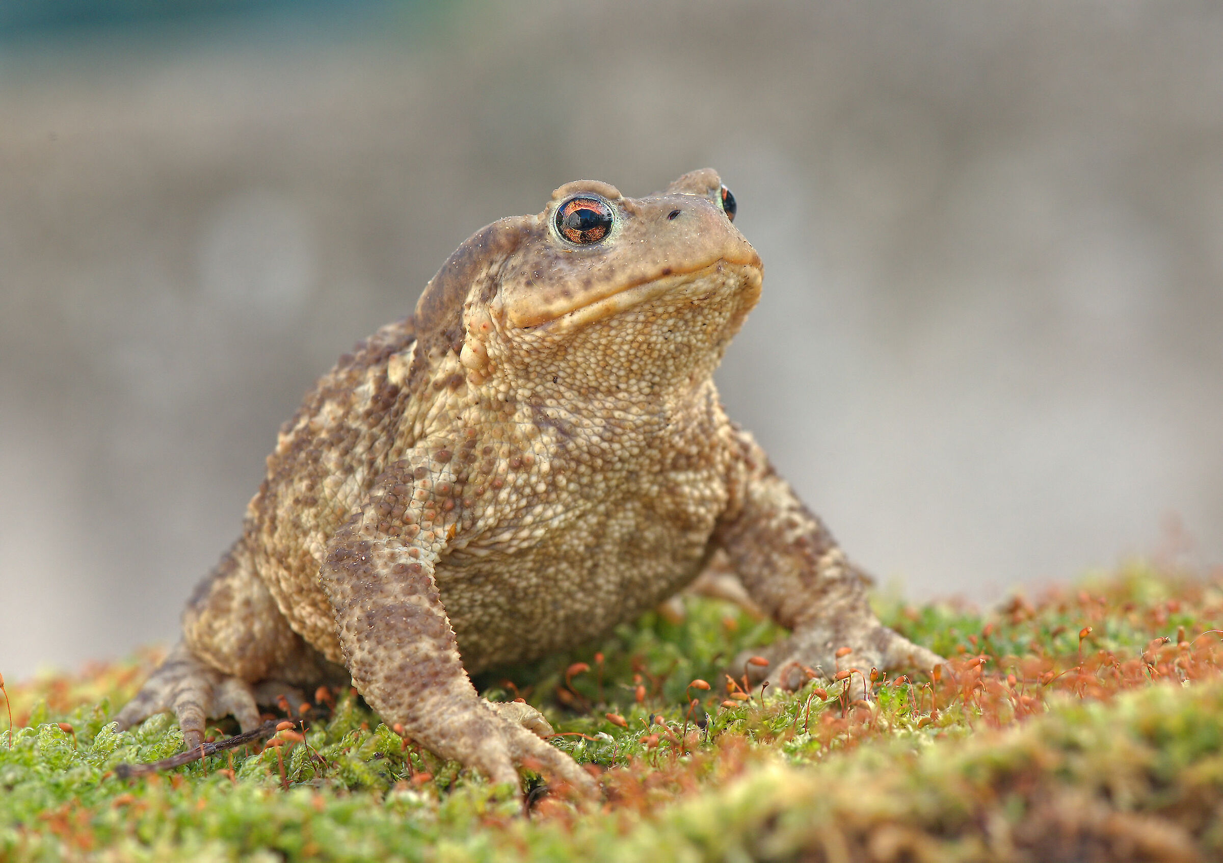 Common male toad