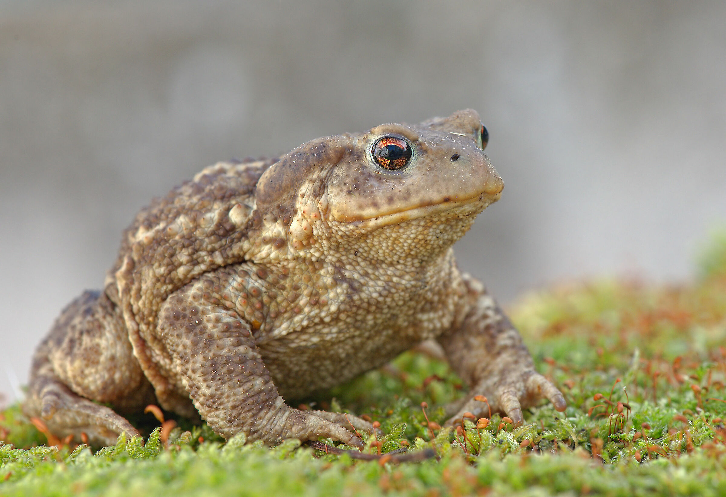 Common male toad