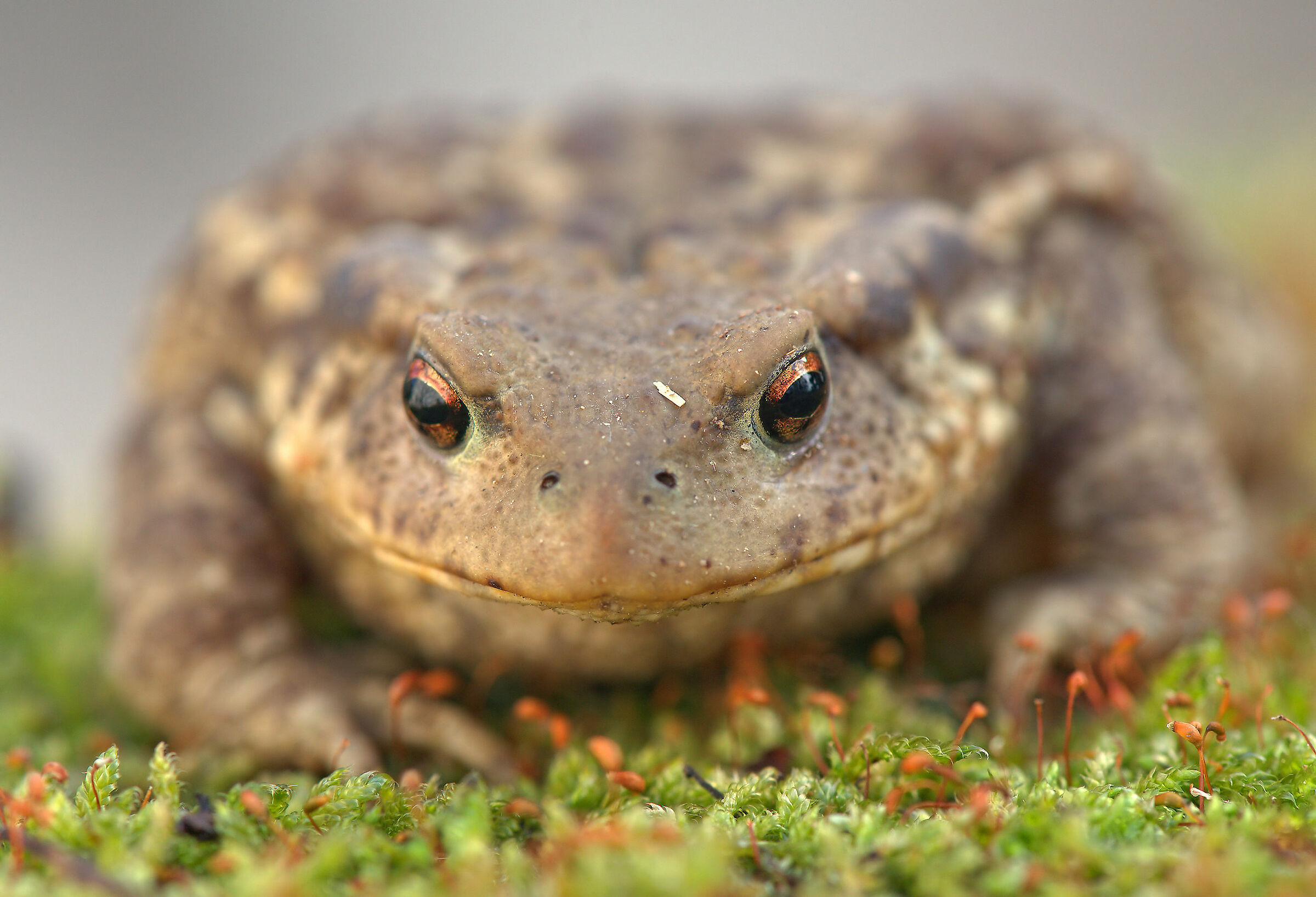 Common male toad
