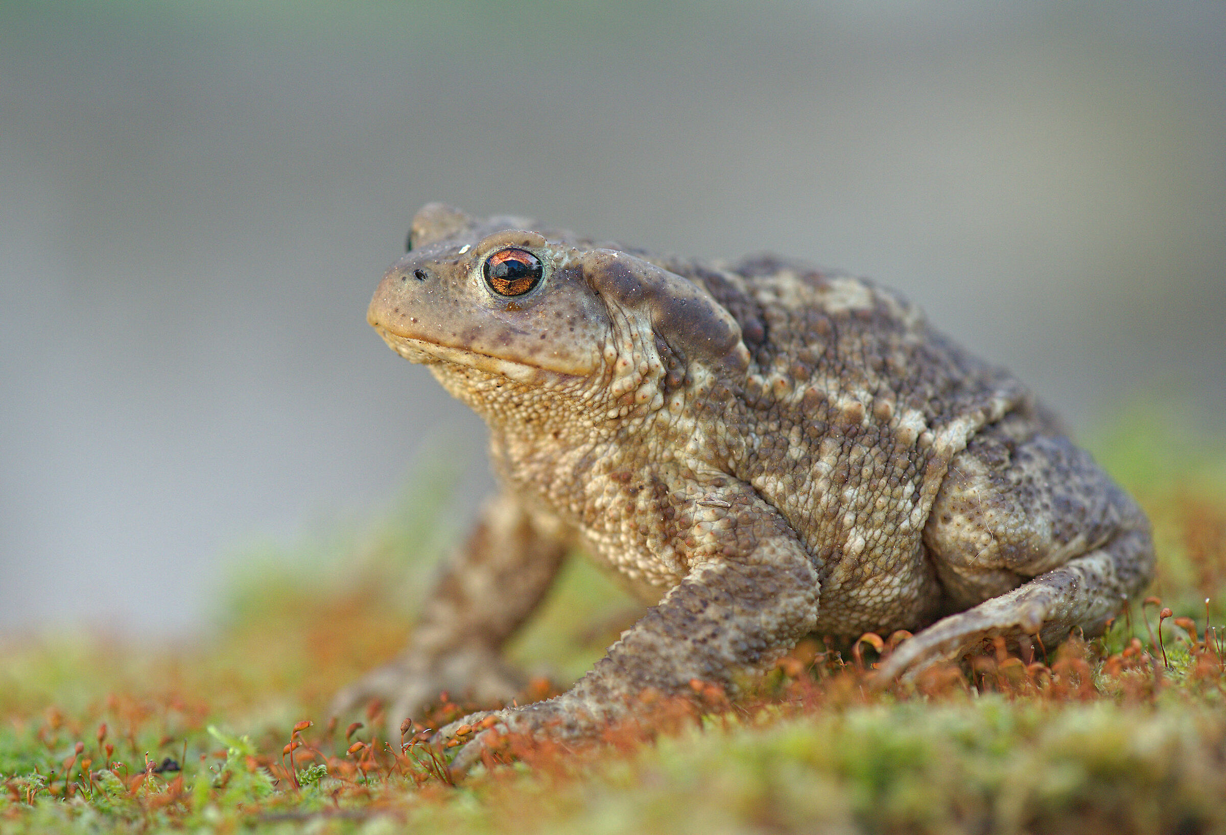 Common male toad