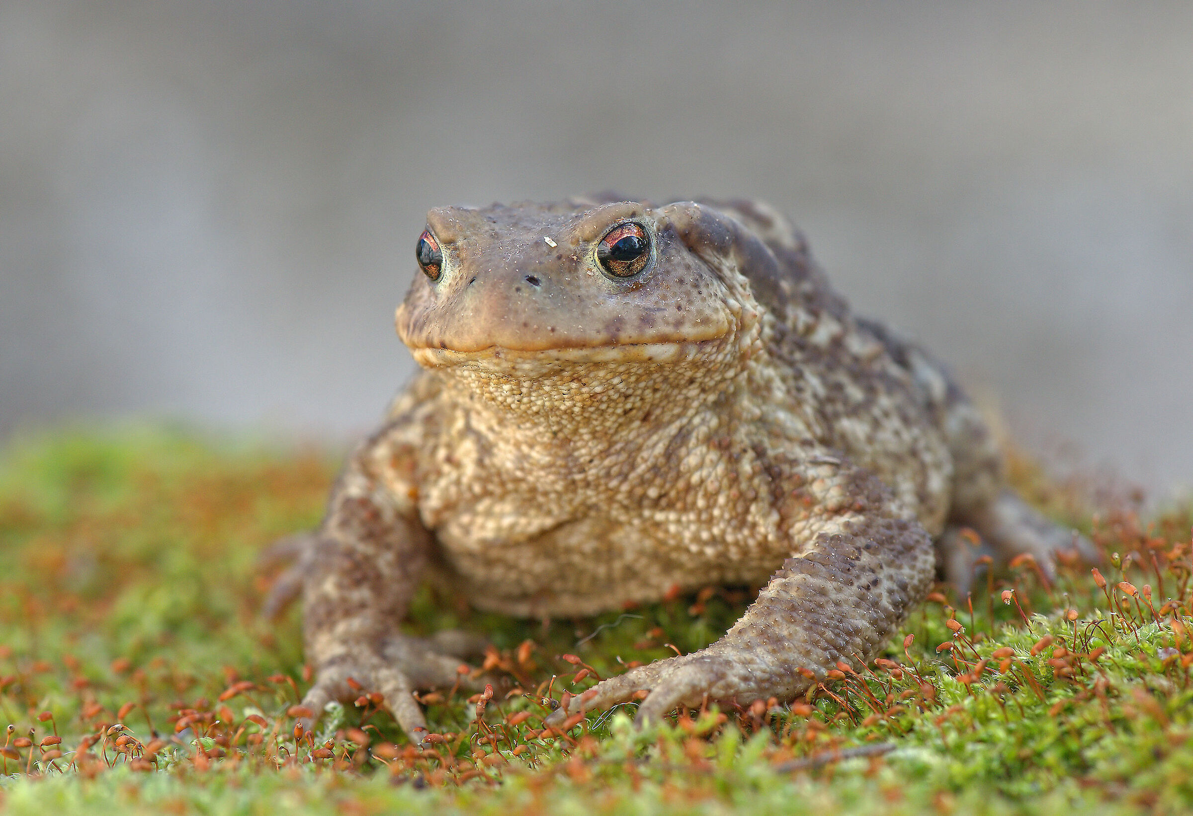 Common male toad