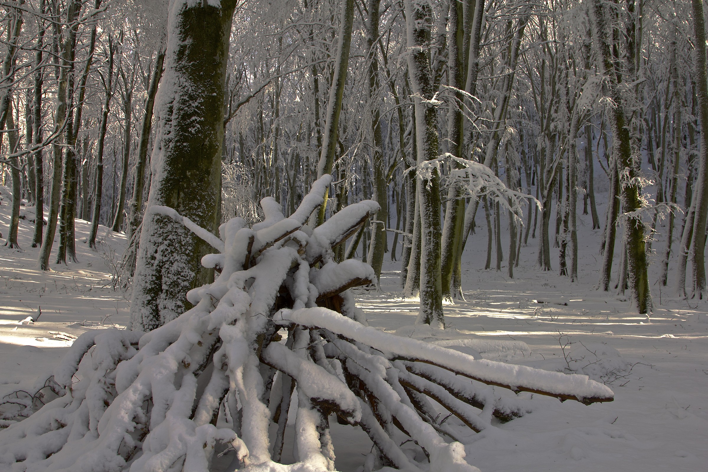 frozen forest