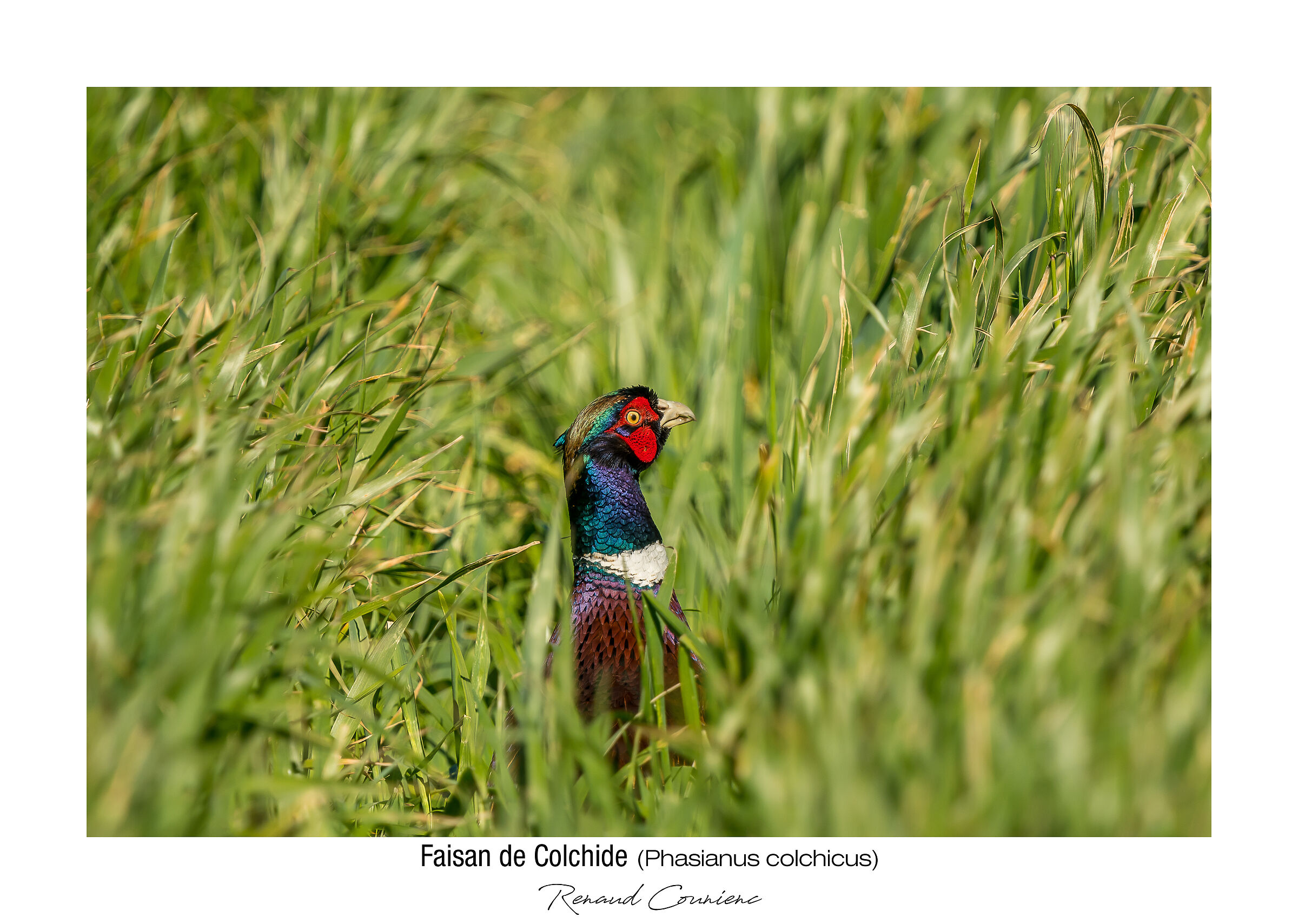 Il giocatore a nascondino
