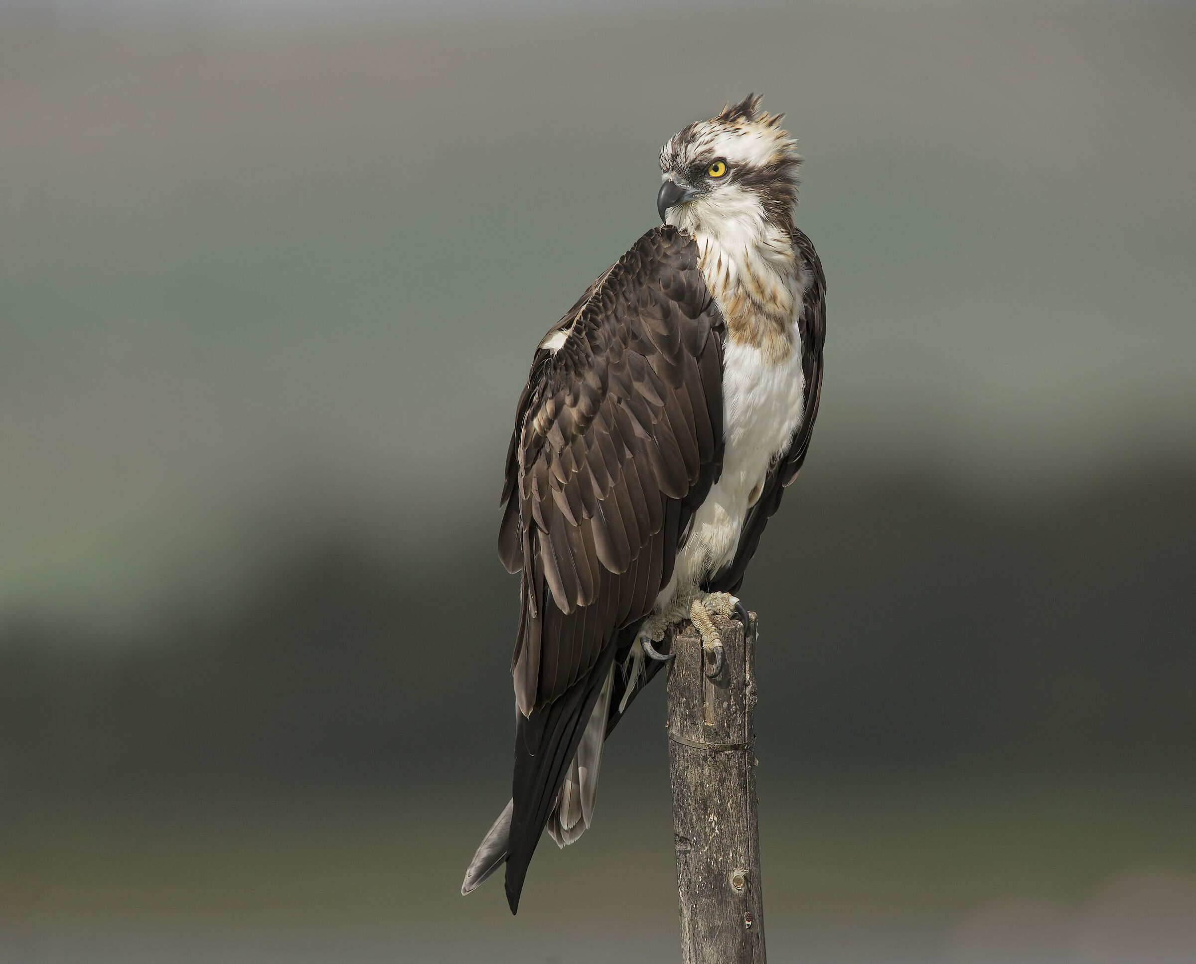 falco pescatore...le ultime con 5dIV