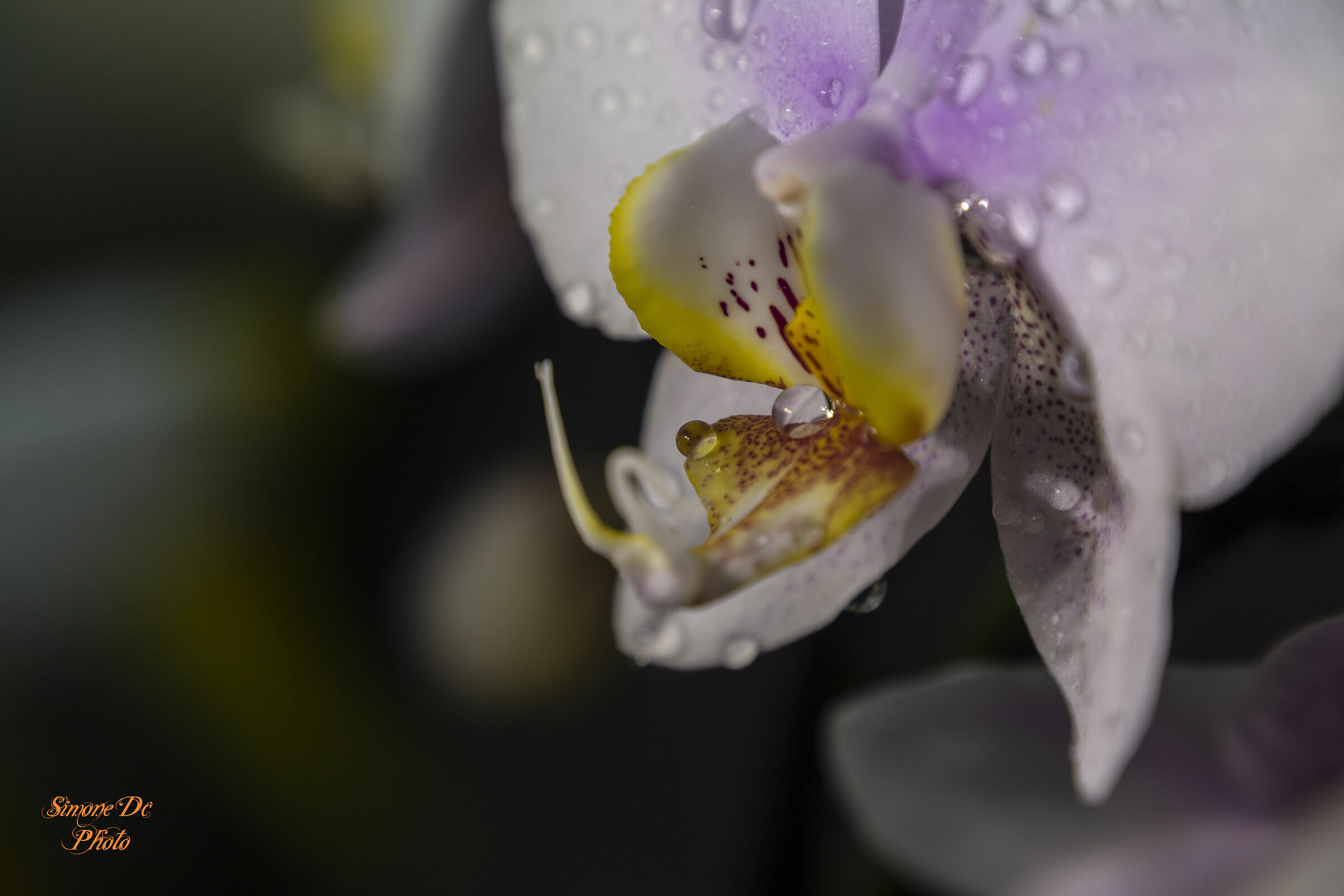Orchid